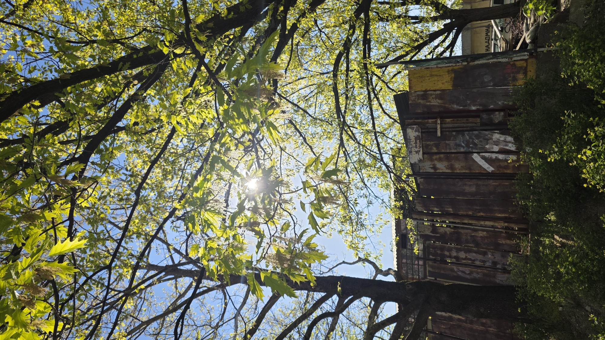 Looking upwards, the image captures the sun filtering through the branches of a tree in Blagoevgrad, Bulgaria. The branches are adorned with fresh green leaves, contrasting with the bright blue sky. Adjacent to the tree is a weathered, metallic structure, potentially a garage or storage unit, marked with graffiti. Green foliage partially obscures the base of the structure.