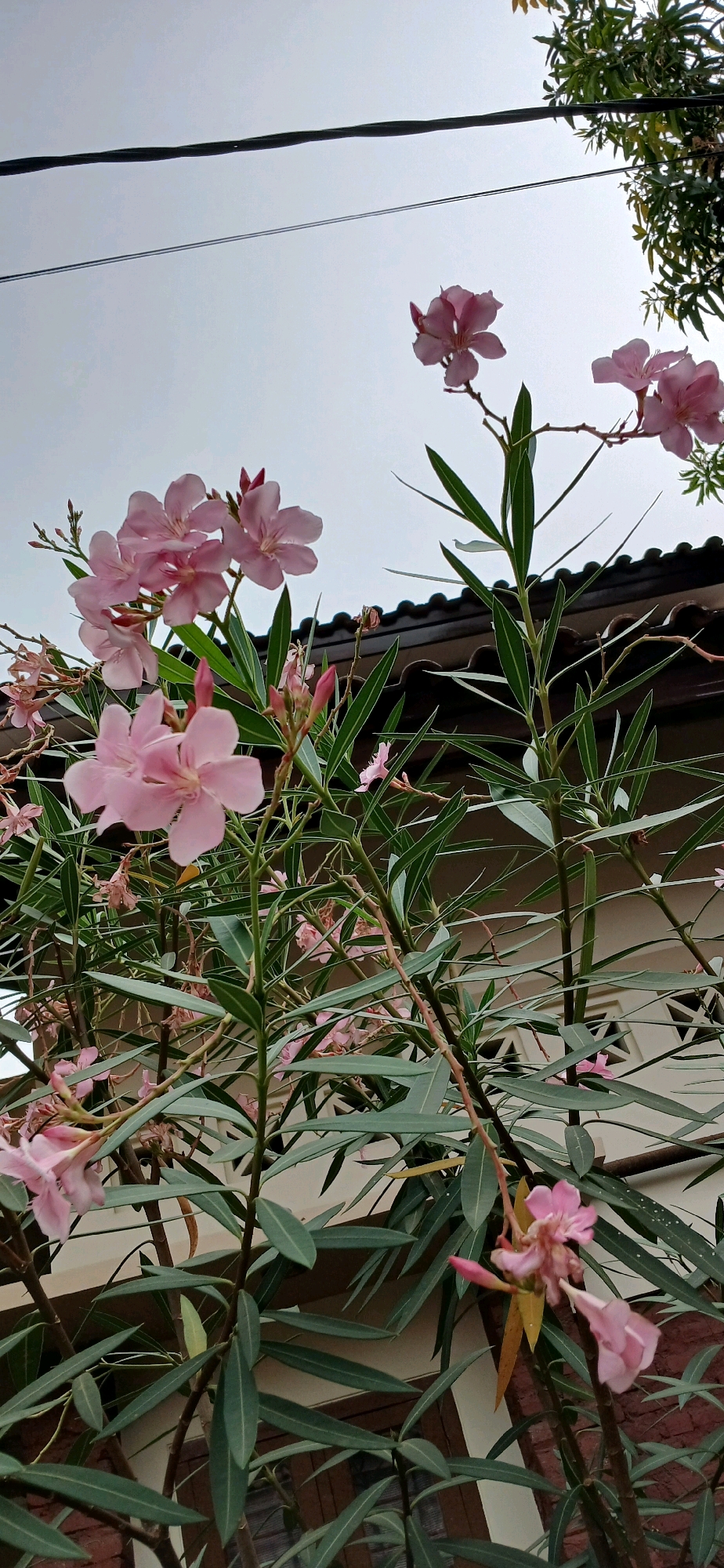 The image displays a cluster of pink oleander flowers in bloom, with their long, slender green leaves. The flowers are positioned in the foreground, with a house's roof and wall visible in the background. The sky above is overcast, with two black wires stretching across it. The overall scene suggests a garden setting in an urban environment.