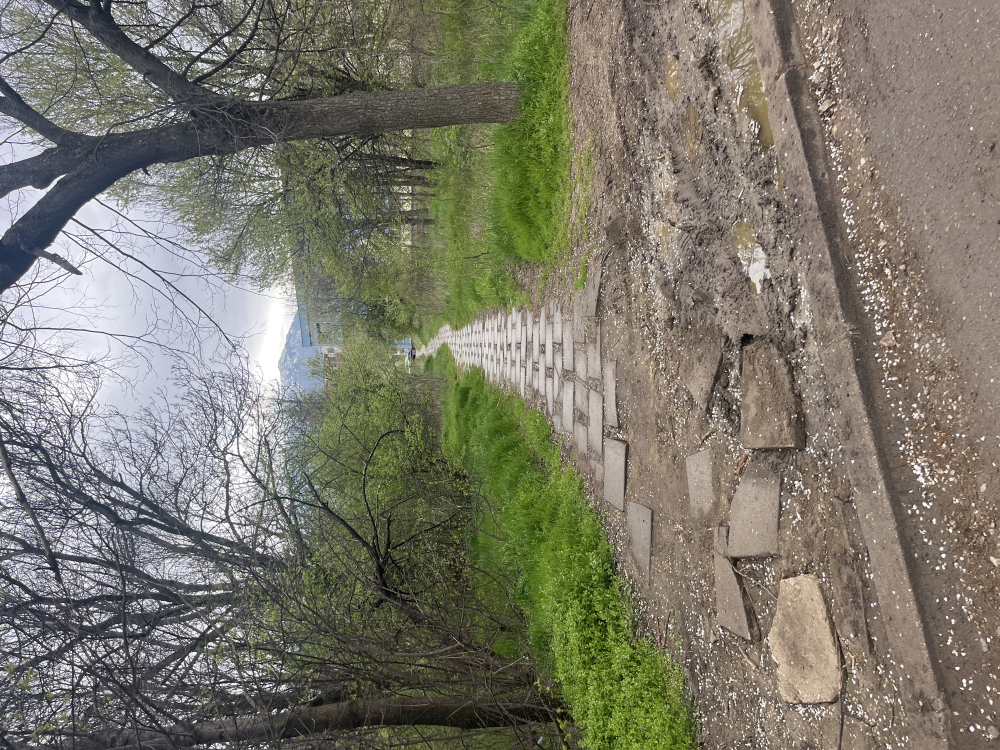 The image depicts a long, narrow pathway constructed of rectangular paving stones, stretching into the distance. The pathway is bordered on either side by green grass and foliage. To the right of the path is a dirt track. Deciduous trees with budding green leaves and bare branches line the left side of the path, partially obscuring the sky. In the background, a mountain is visible against a cloudy sky. Small white specks are scattered across the pathway and ground, likely flower petals or seeds. The image appears to be taken in a park or recreational area in the city of Sofia, Bulgaria. The photograph is taken from an eye-level perspective.