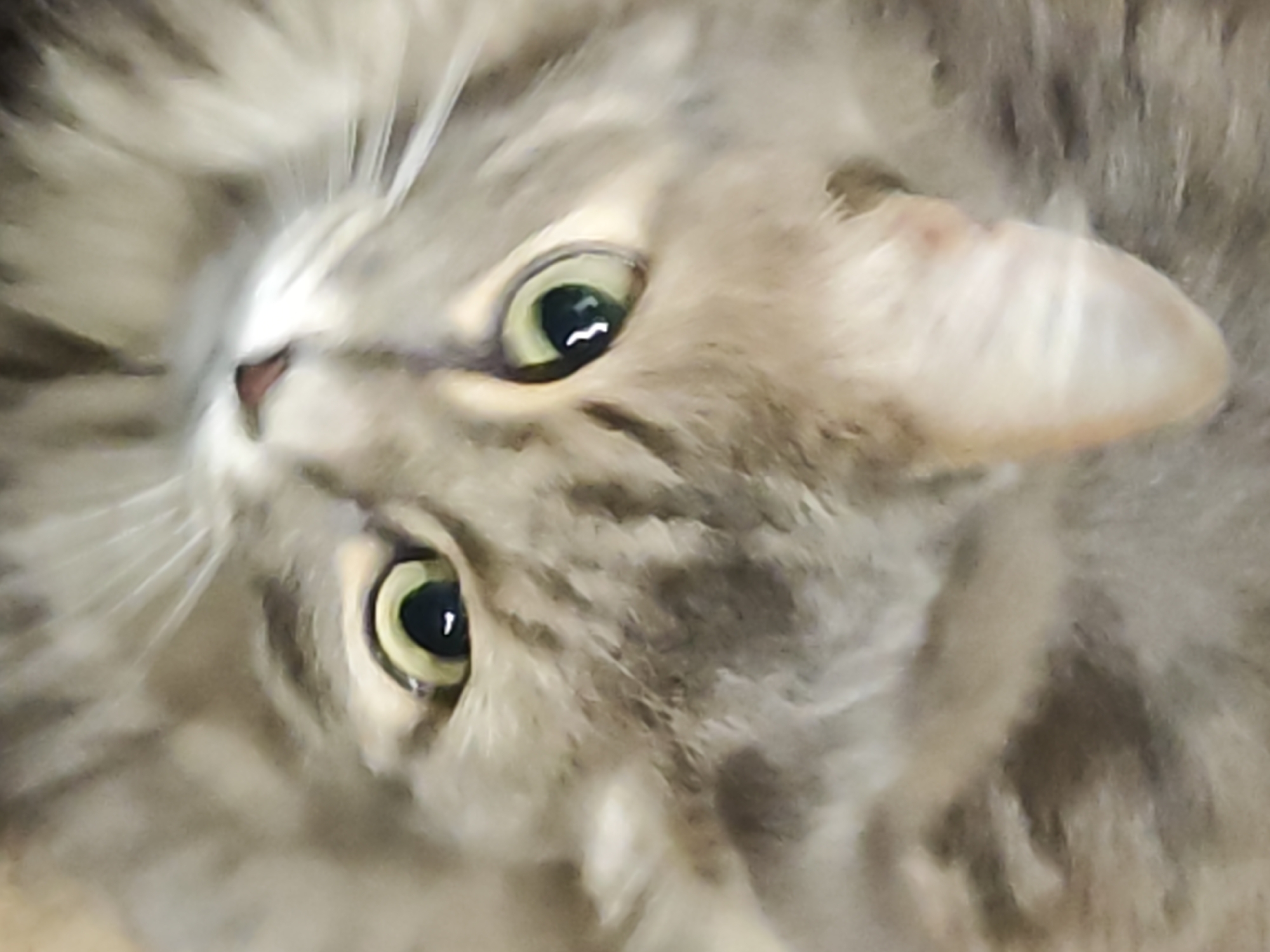 The image shows a close-up of a gray tabby cat with green eyes, viewed from an upside-down perspective. The cat's face is the primary focus, with its eyes, nose, whiskers, and ears visible. The fur is a mix of gray and white hues with darker stripes. The image is blurred overall. The location cannot be determined from the image.