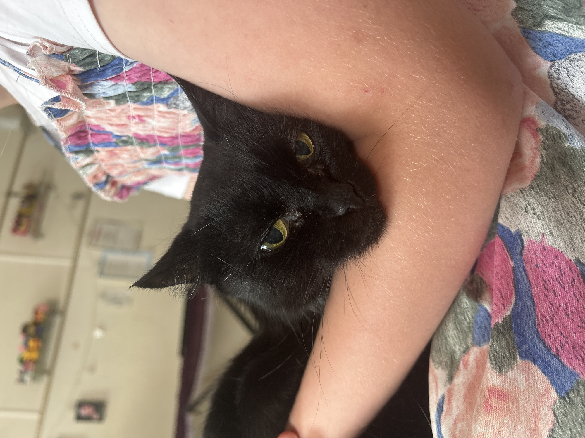 A black cat with yellow eyes is cradled in the arms of a person. The person's arm is bare, and their clothing consists of a white top with a floral patterned sleeve. The background is slightly blurred, but suggests an interior setting. There is no information present in this image that pertains to the location of Фоки, Russia.