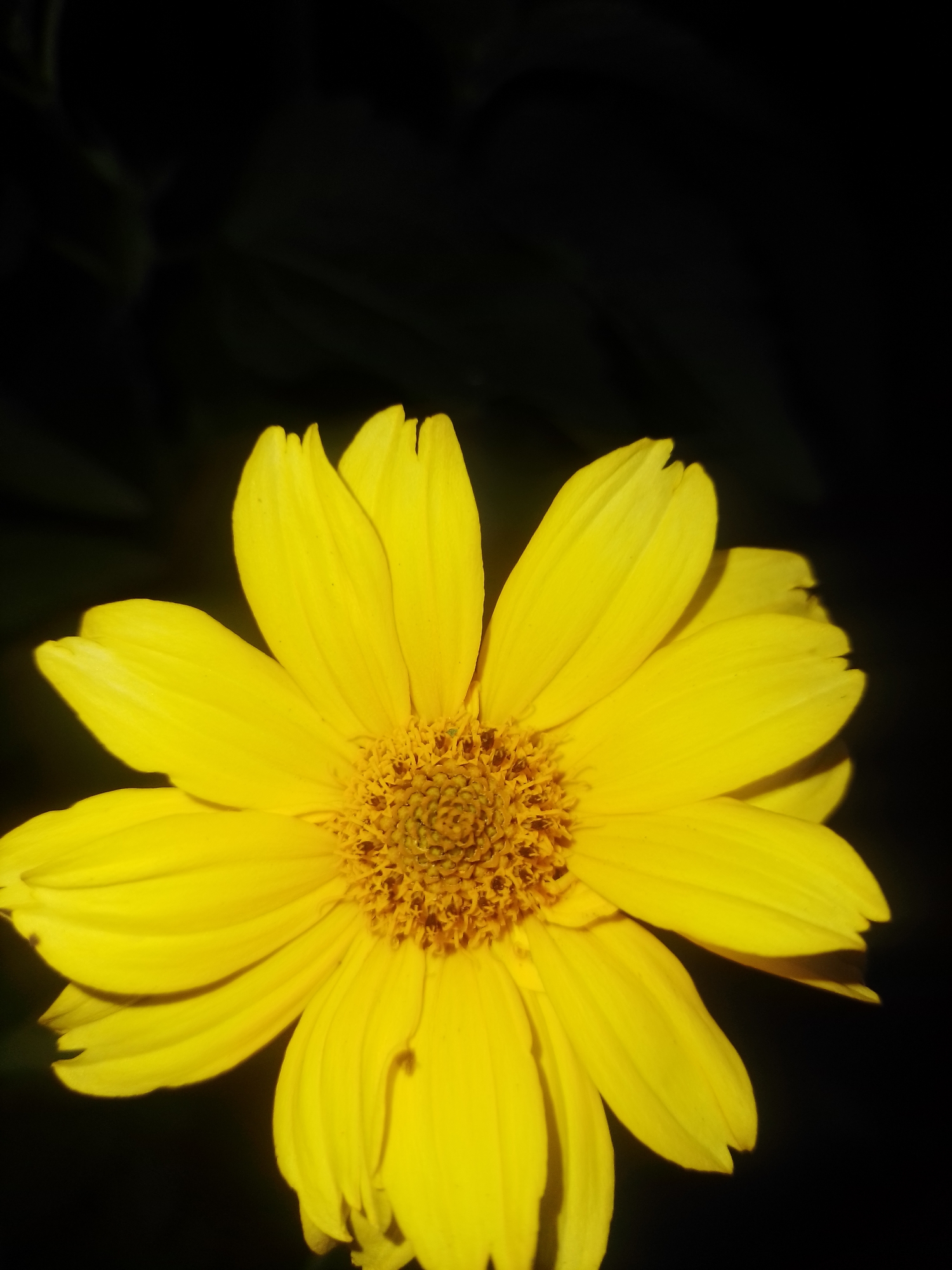 A close-up, overhead shot of a bright yellow flower with dark brown and yellow center. The flower fills the bottom half of the frame, with its petals extending towards the edges. The background is a very dark, almost black, blur of foliage, suggesting it is outdoors at night or in a very shaded area. No people or structures are visible. This image does not contain any information that would allow for its specific location within the city of Ustyvytsia, Ukraine.