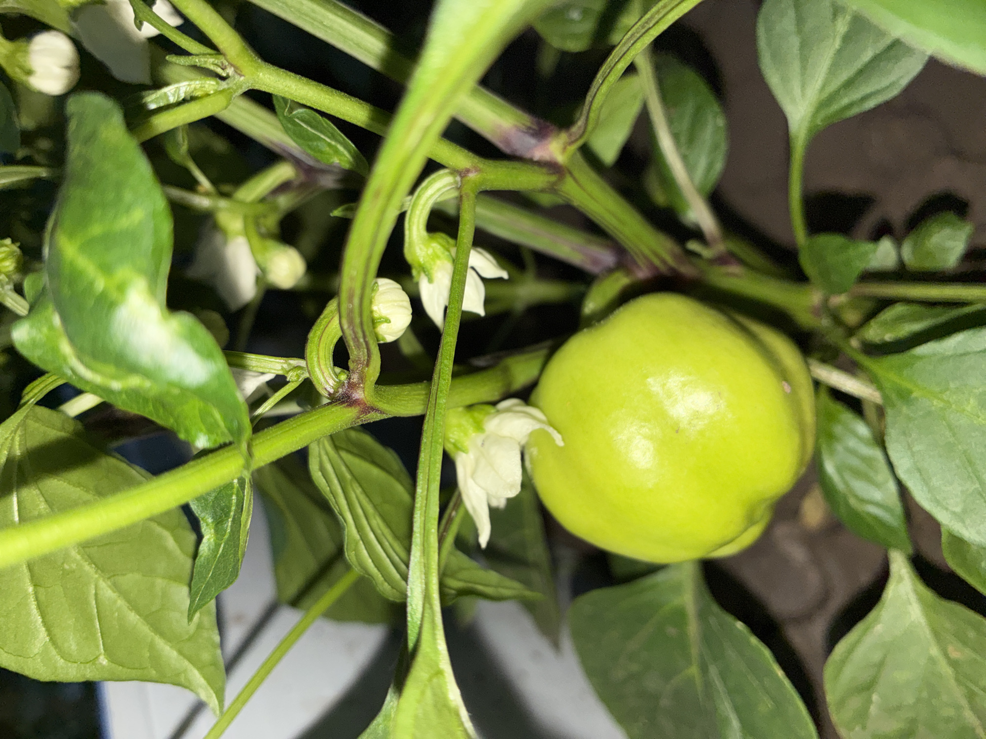 This is a close-up, vertically oriented, outdoor photograph of a young green pepper growing on a plant. The pepper is round and smooth with a bright green hue. Several white pepper flowers, some fully open and others still budded, are visible around the pepper and on the plant's stems. The plant has thick green stems, some of which show a reddish-purple coloration at the nodes. Lush green leaves surround the fruit and flowers, and the background is dark and out of focus, suggesting it might be evening or a shaded area. The soil in which the plant is growing is visible at the bottom of the frame as dark, earthy material. The scene does not depict any people or interactions. There are no contextual clues within the image itself to indicate the location as Totskoye, Russia.