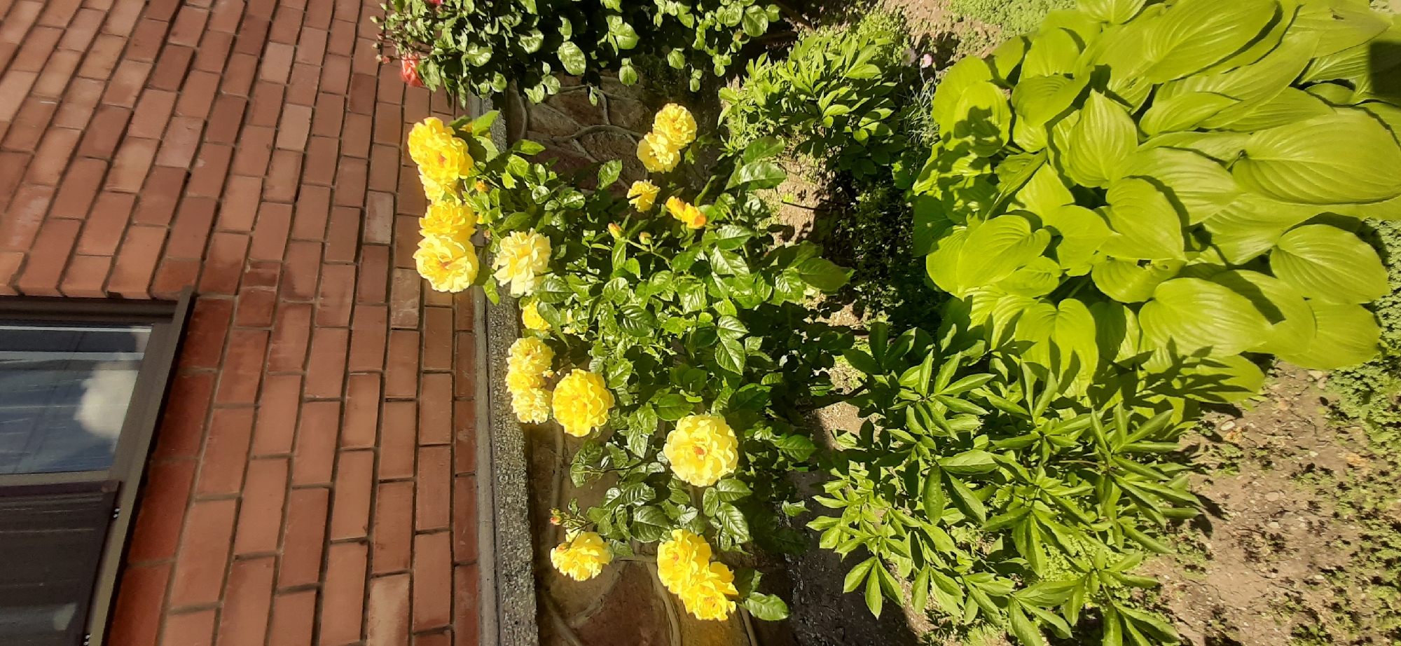 A bush of yellow roses is in bloom against a brick wall in Yessentukskaya, Russia. The roses are a vibrant yellow and are in various stages of opening, with some fully bloomed and others still in bud. The brick wall is made of red bricks and has a stone base. In the foreground, there are lush green hosta plants. The scene is bathed in sunlight, casting shadows on the ground and plants. The image appears to be taken on a clear, sunny day.