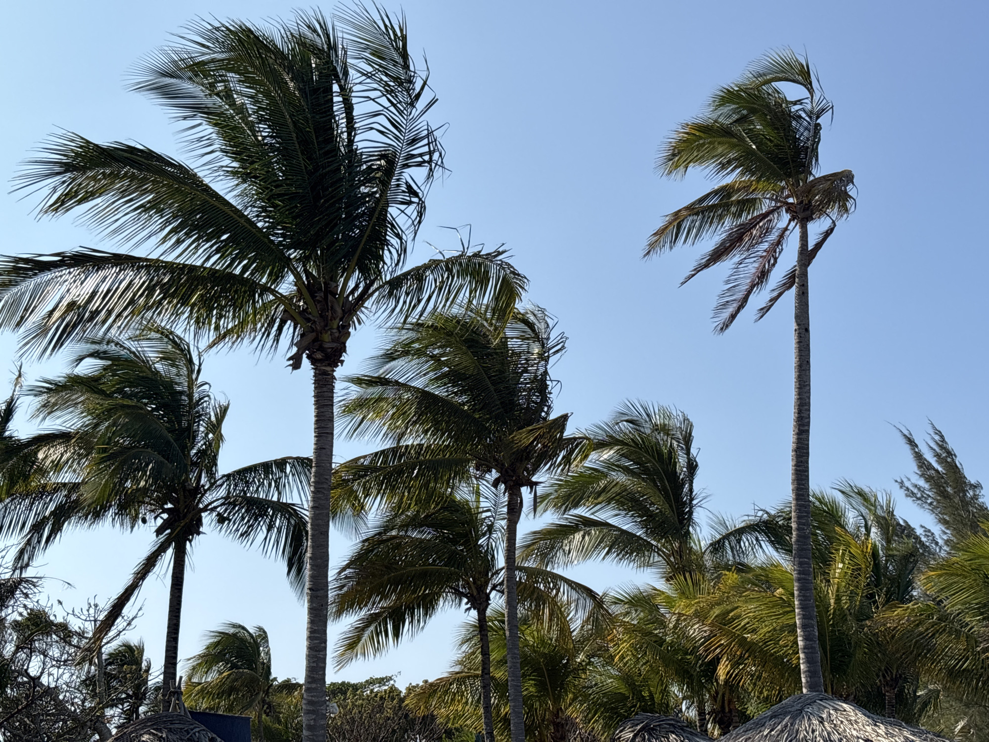 The image depicts several palm trees under a clear blue sky. The trees vary in size and height, with some appearing taller and more mature than others. The palm fronds are green and spread out, some slightly bent by the wind. The trunks are mostly straight and gray-brown in color. At the base of some trees, glimpses of thatched roofs can be seen. The location appears to be tropical or coastal, but the specific city or region is not discernible from the image.