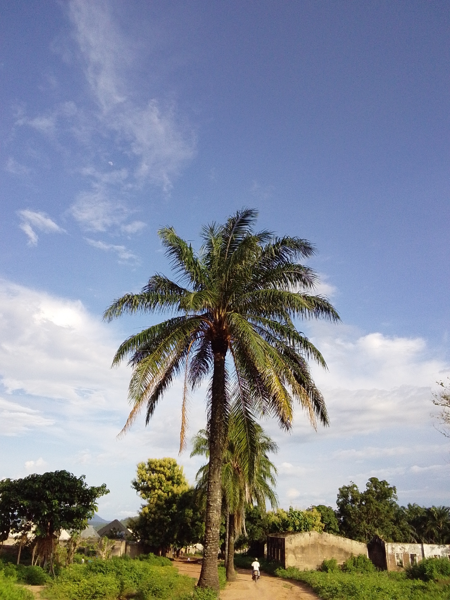A low-angle, medium shot captures a tall, mature palm tree dominating the center of the frame against a bright blue sky scattered with thin, wispy white clouds. The palm tree's fronds are green and spread outwards, with some dried fronds hanging down. The scene is set in Serti, Nigeria, indicated by the presence of other trees, dense green undergrowth, and rustic, partially dilapidated buildings in the background. A dirt road winds through the lower part of the image, and a person on a white motorcycle is visible on this road, traveling away from the camera. The overall atmosphere is bright and sunny, with natural lighting from above.