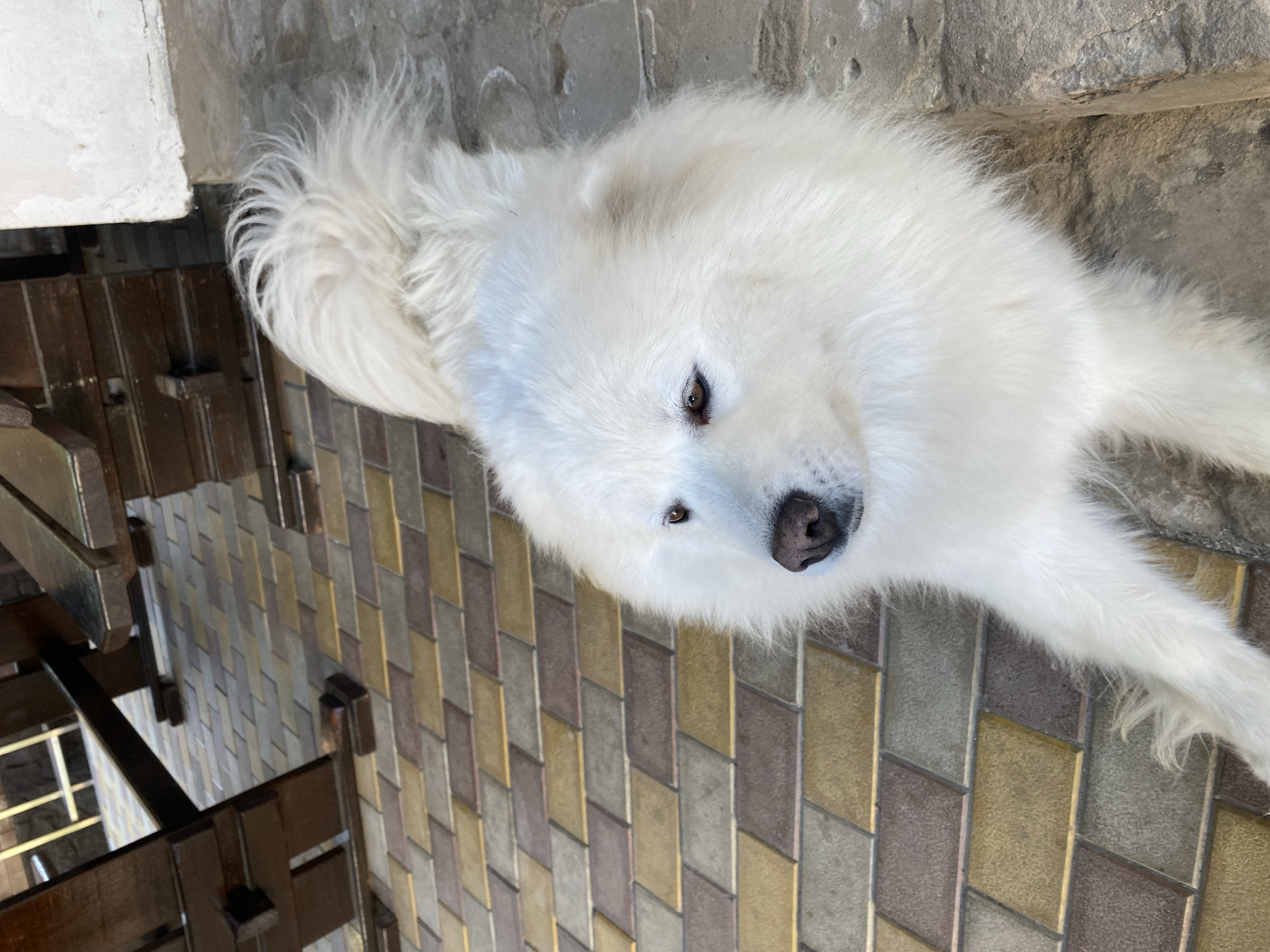 An overhead, eye-level, medium shot shows a white Samoyed dog lying on a paved surface. The dog is facing left with its head tilted up and to the left, with its mouth closed. Its tail is curled over its back and to the right. The dog's fur is long and fluffy, and its eyes are dark brown. The paving stones are a mix of tan, brown, and gray, laid in a diamond pattern. In the background, to the left, is a wooden table and benches. To the right, a white wall with a rough texture is visible. The scene appears to be outdoors, possibly on a patio or in a yard.