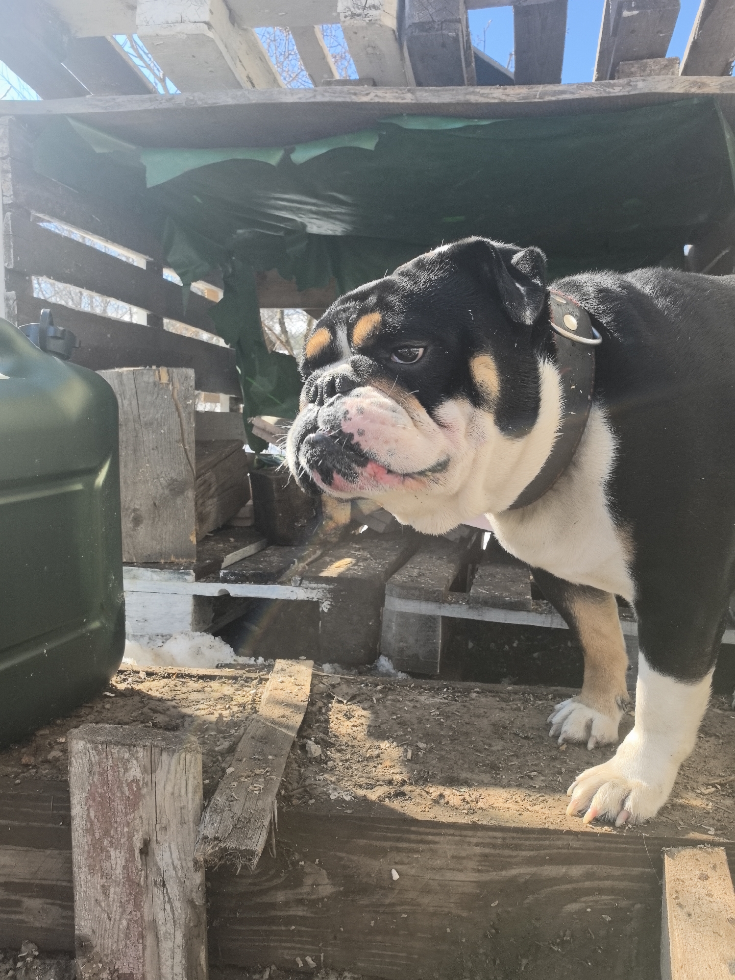 The image depicts a black, white, and tan bulldog standing outdoors on rough, uneven ground within what appears to be a makeshift wooden structure or enclosure in Noviy, Russia. The dog, positioned in the center-right, faces slightly left, its pink muzzle and chin visible. It wears a brown leather collar with a silver buckle. To the immediate left, a dark green plastic jerrycan with a black cap stands vertically. The ground beneath the dog is composed of dirt mixed with wood chips and debris, with visible patches of melting snow. The background reveals a rustic wooden structure constructed from planks and pallets, partially covered by a dark green tarp. Sunlight enters from the upper right, casting distinct shadows. Gaps in the wooden roof expose a clear blue sky and bare tree branches. No people are present, and no explicit interactions are depicted.