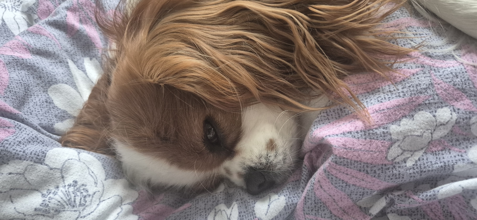 A Cavalier King Charles Spaniel rests on a bed covered with a floral and striped pattern. The dog's head is positioned towards the left, with brown and white fur. The fur on top of its head is long and reddish-brown. Only one eye is visible, peering out from beneath the fur. The dog's nose is dark and slightly blurred. The background consists of a bedspread with a repeating pattern of grey and white flowers and pink and grey stripes. The location, Boreti, Montenegro, is not evident from the image.
