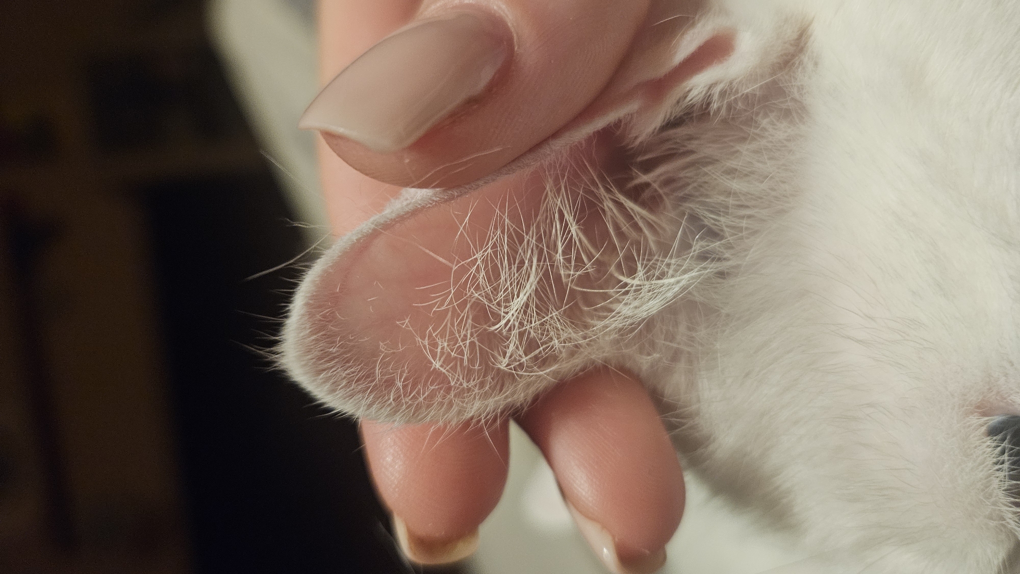 The image shows a close-up view of a person's hand gently holding a white, furry animal's ear. The ear is delicate and covered in fine, white hairs. The hand has light-colored skin and neatly manicured nails. The background is dark and out of focus. There is no indication of the location being Krasnodar, Russia.