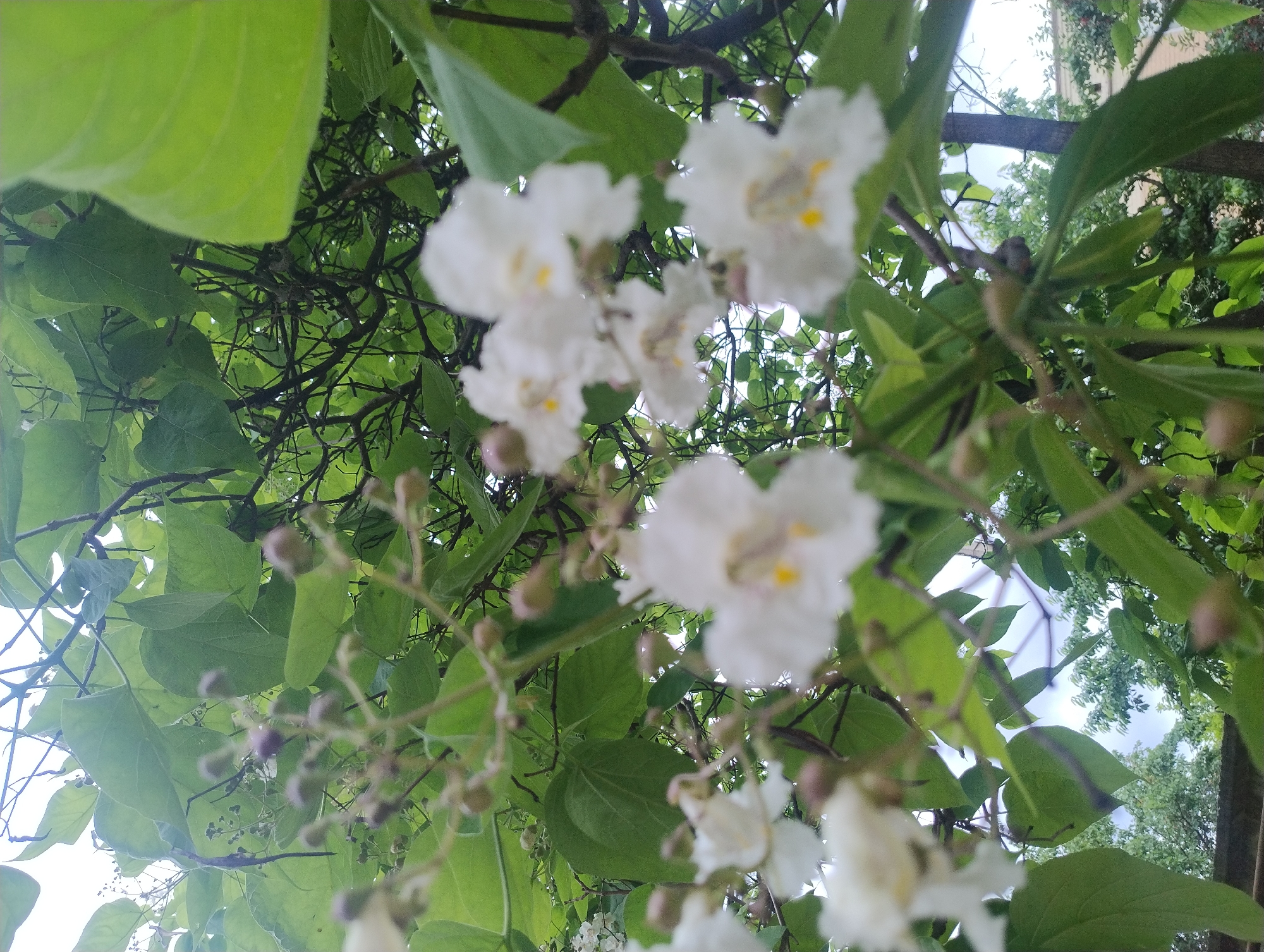 A low-angle, eye-level medium shot captures a cluster of white, bell-shaped flowers with yellow centers, possibly catalpa flowers, blooming on a tree. The flowers are in various stages of bloom and are surrounded by vibrant green leaves and thin, dark branches. The background is out of focus, showing more foliage, the sky, and the tops of buildings in what appears to be an urban setting. The lighting is soft, suggesting an overcast day.
