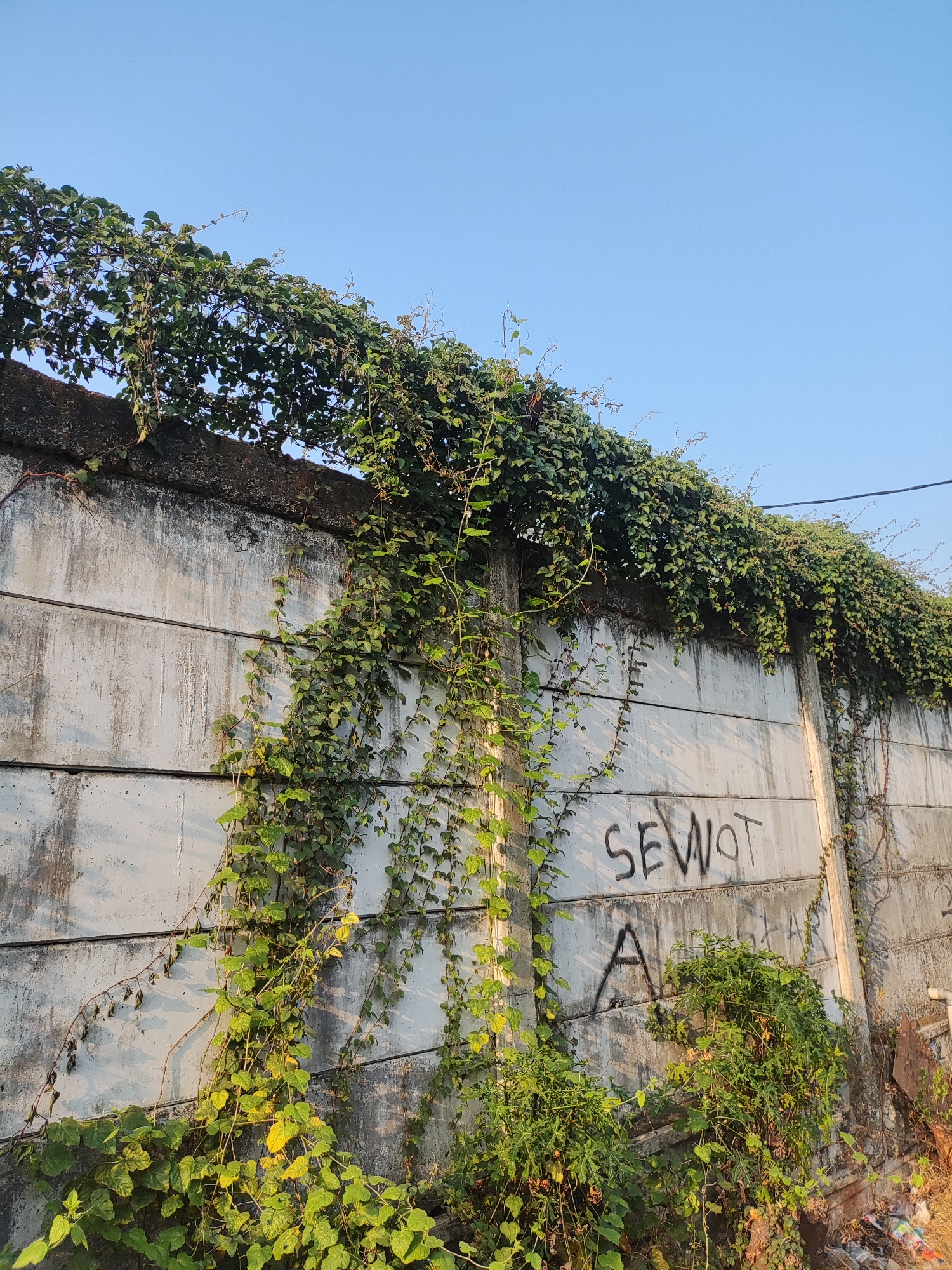 The image depicts a concrete wall with extensive green ivy growth covering its top and cascading down its sides. The wall appears to be a boundary or retaining wall, possibly in an urban setting. Graffiti is visible on the wall, with the words "SEWOT" and the letter "A" clearly legible. The sky above is clear and blue, suggesting daylight. The lighting indicates that the sun is either rising or setting, casting shadows on the wall. The scene is likely located in East Jakarta, Indonesia, given the context provided. The ivy is lush and vibrant, indicating a healthy growth despite the graffiti. Some debris and vegetation are visible at the base of the wall.