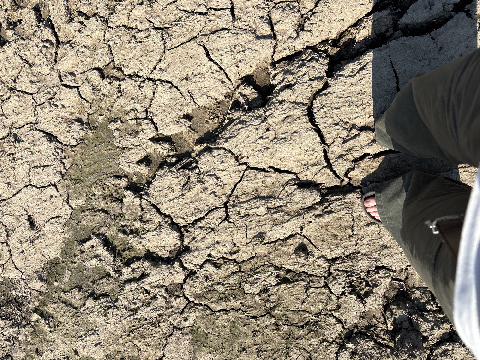 The image shows cracked, dry earth, possibly soil, in a location that is likely Lukintsy, Russia. A person is present, visible from the knees down, wearing trousers and sandals. The ground appears to be severely parched and broken into numerous fragments due to dryness. There are a few small sprouts of green vegetation visible in some of the cracks. Part of the trousers and a foot in a sandal are visible on the right side of the frame. There are traces of damp earth, likely the original mud, visible on the left side of the frame.