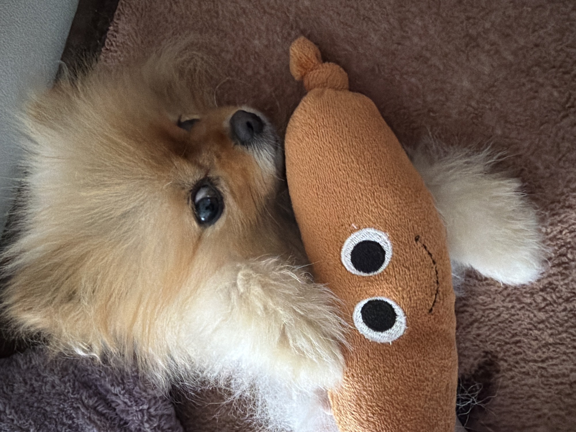 A close-up, eye-level shot shows a light brown Pomeranian dog lying down next to a brown plush toy shaped like a poop emoji. The dog is on its side, looking up towards the camera with a slightly tilted head. Its fur is long and fluffy around its face and chest. The toy is positioned to the right of the dog, and its two embroidered eyes face forward. The background consists of a light brown, textured fabric.