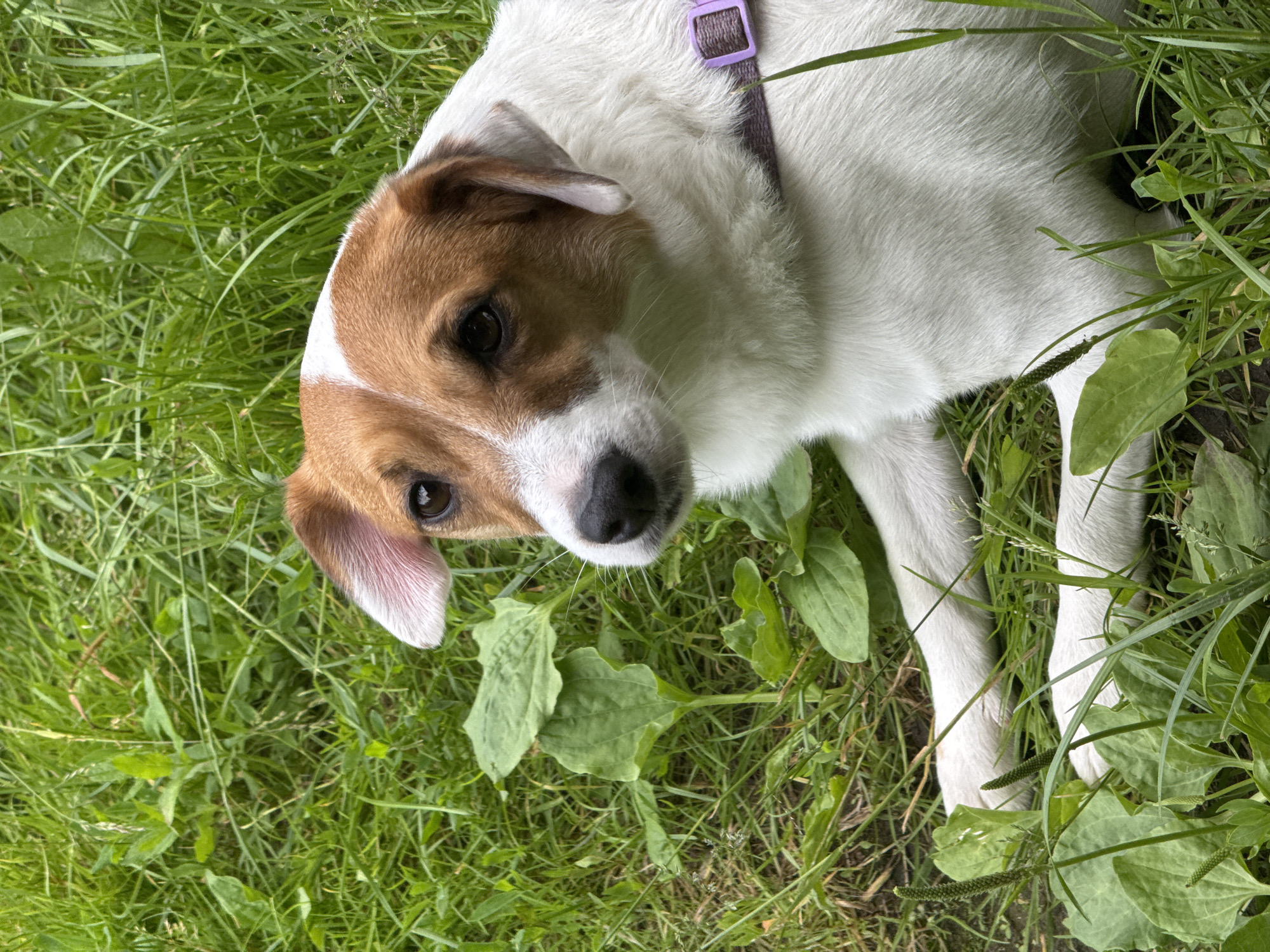 A medium shot photograph captures a Jack Russell Terrier lying in green grass. The dog, primarily white with tan markings on its head and ears, is looking to the left with its body angled to the right. Its left ear is slightly cocked, and its tail is not visible. The dog is wearing a thin, purple collar. The background is filled with lush, green grass and broad green leaves. The scene appears to be outdoors, possibly in a park or backyard. The location is identified as Vorsma, Russia.