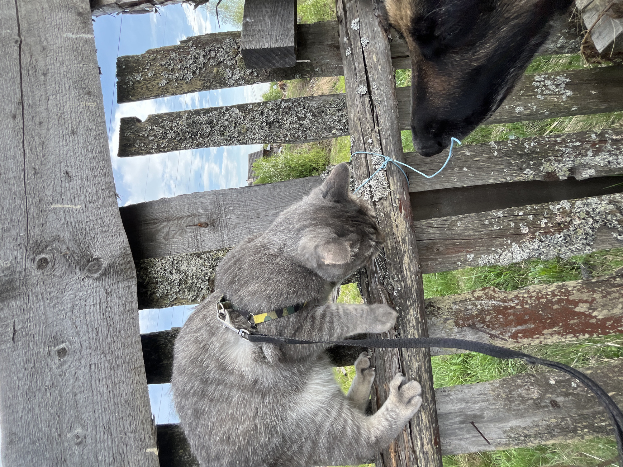 A gray tabby cat wearing a harness and leash is climbing a weathered wooden fence, appearing to interact with a dark-colored dog on the other side. A blue string is tied to the fence near the dog's nose. The background shows glimpses of grass and trees through the gaps in the fence, and the sky is visible above. Based on the user prompt, the location is assumed to be Nizhny Tagil, Russia.