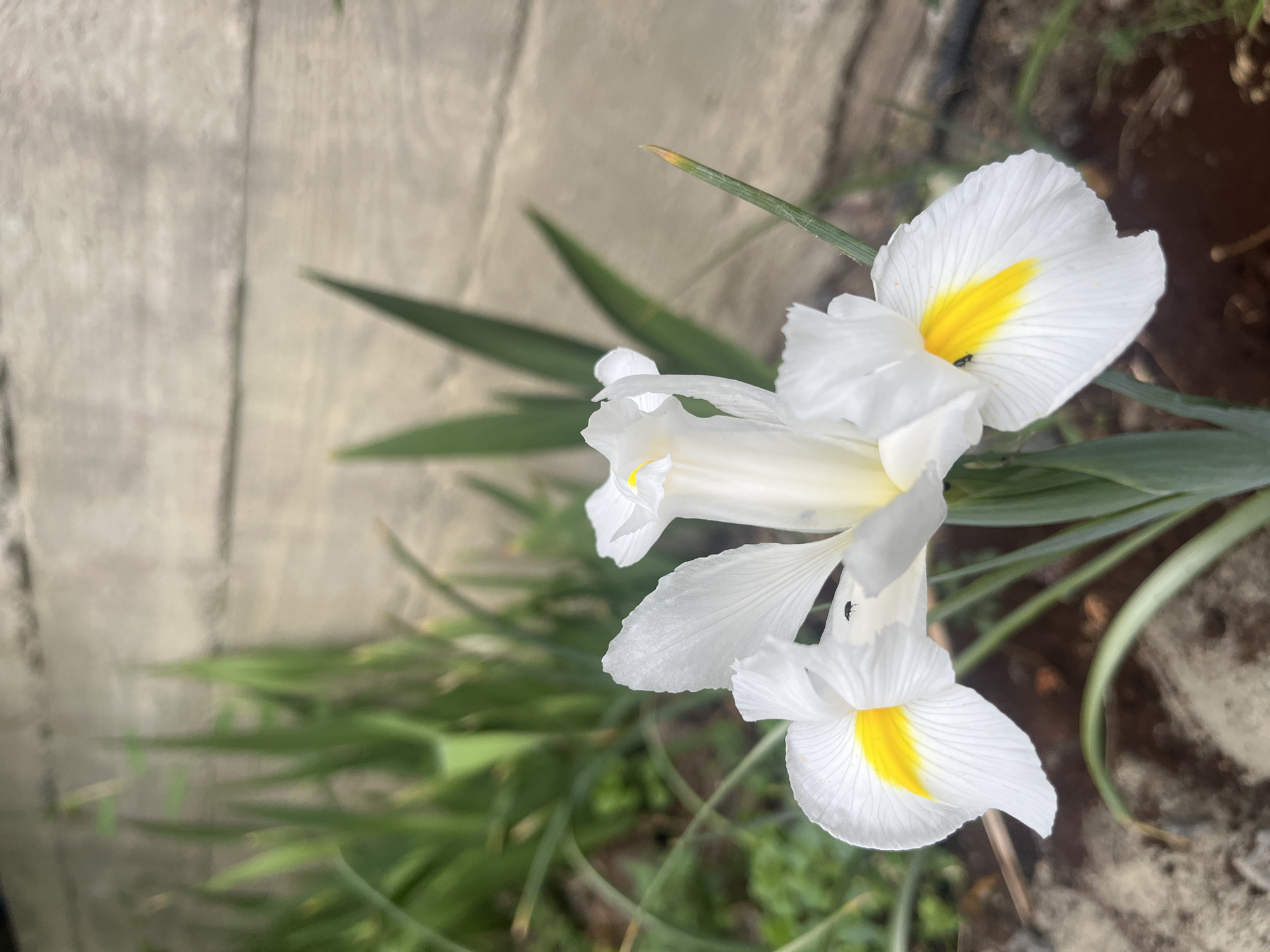 The image displays a close-up, slightly angled view of several white flowers with distinctive yellow centers, likely irises, blooming in an outdoor environment. Two prominent blossoms are in the foreground, with another partially visible above. The petals exhibit delicate textures, and a small, dark-colored insect can be seen resting on one of the lower petals.
The flowers are surrounded by their characteristic long, green, sword-like leaves, some sharply in focus while others blur into the background. Behind the foliage, a light-colored, textured wall, possibly made of concrete or weathered wood, provides a soft, out-of-focus backdrop. The ground beneath the plants, appearing as dark soil or dirt, is visible in the lower right portion of the frame.
The scene is well-lit by natural daylight, indicating daytime conditions with clear or sunny weather. The overall impression is one of natural beauty and serenity. There is no discernible text within the image. The photograph was captured in Onokivtsi, Ukraine.