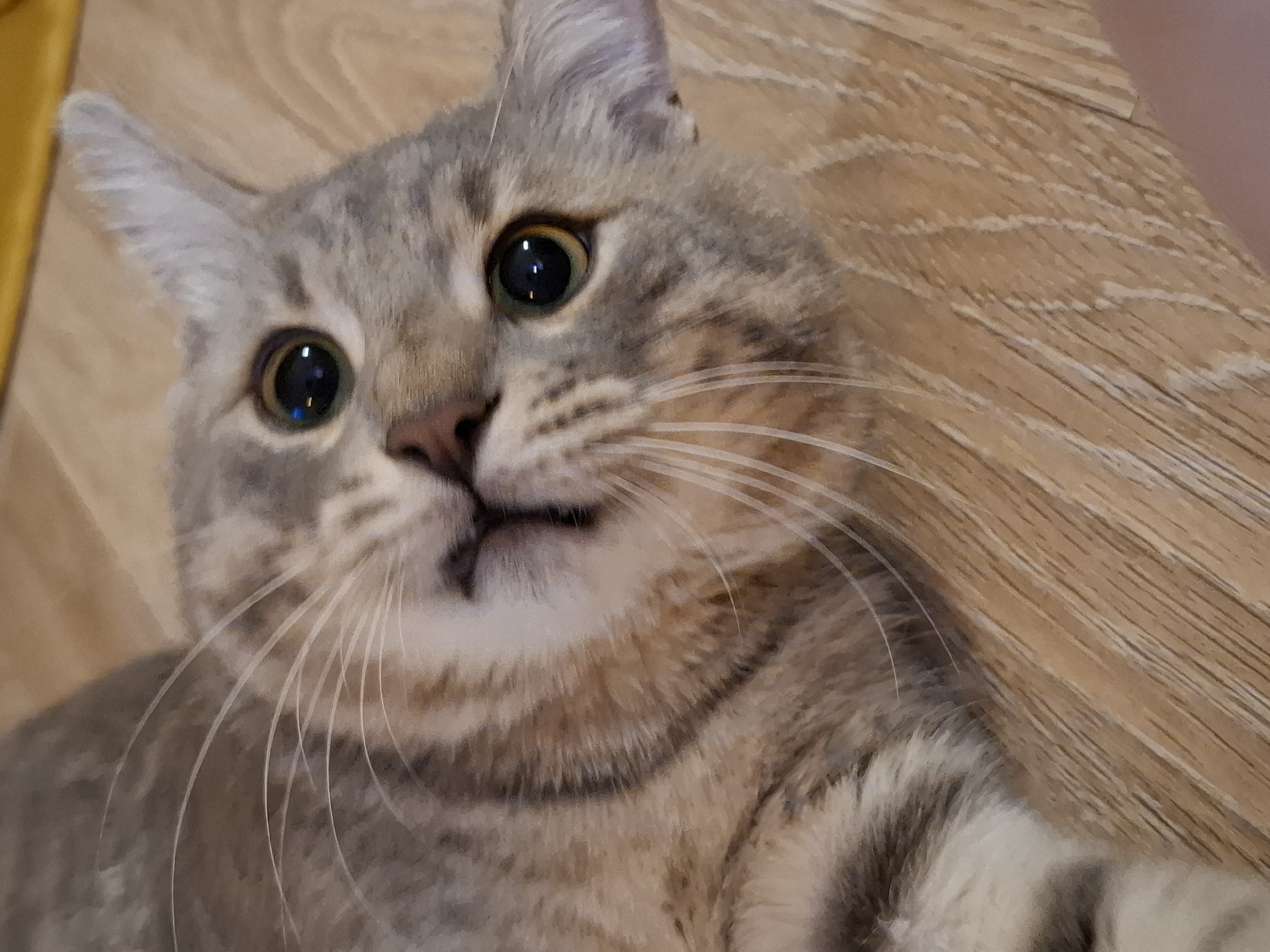A close-up, overhead shot captures a tabby cat lying on a wooden floor. The cat's face is tilted upwards, with its eyes wide open and looking directly at the camera. Its fur is a mix of gray, brown, and white stripes, and its whiskers are long and prominent. The background is a light brown wooden floor with a subtle grain pattern. The lighting appears to be natural, casting soft shadows. There is no indication of the location being in Zemun Urban Municipality, Serbia; this is simply a domestic cat in an indoor setting.