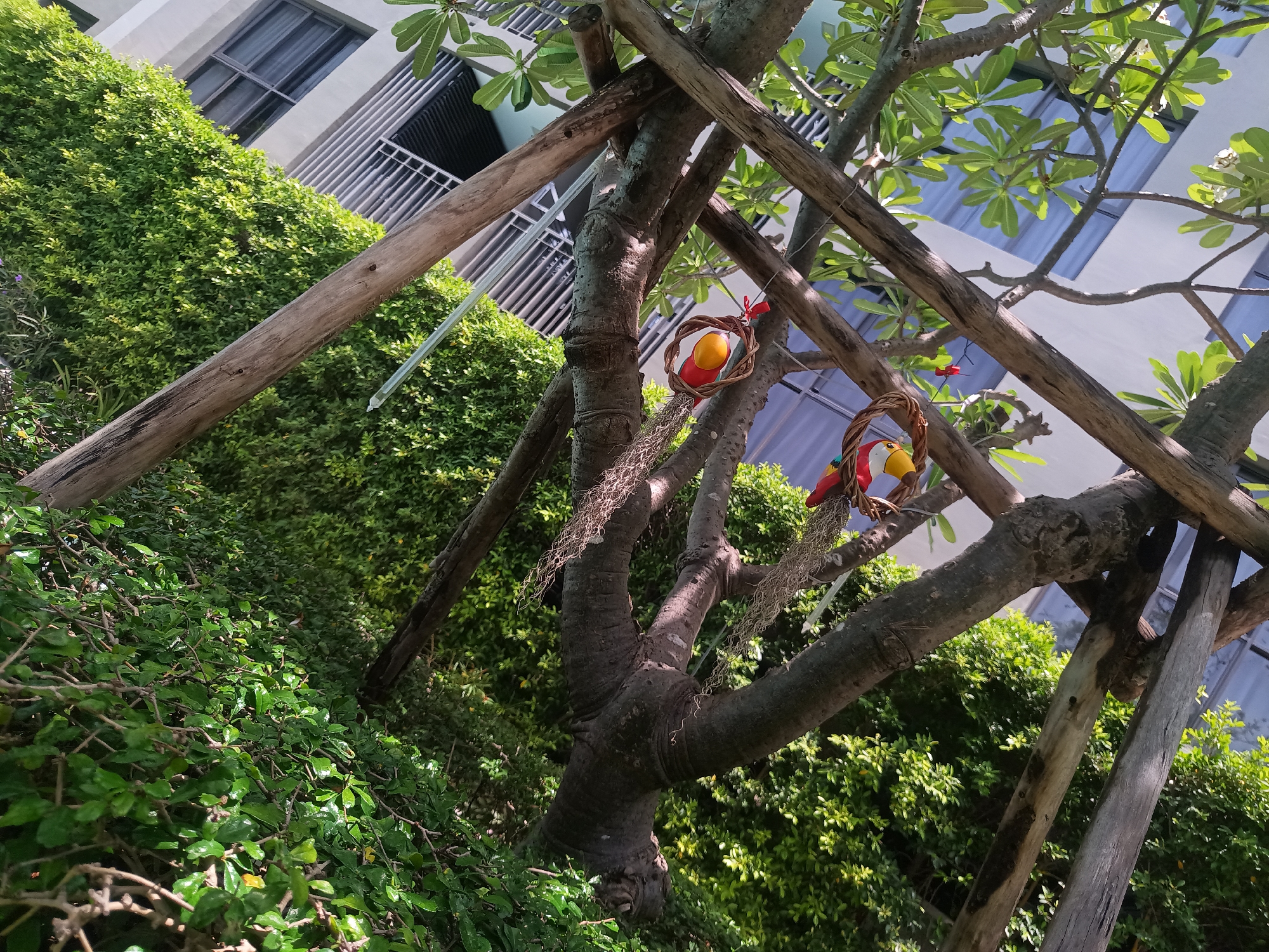 The image, taken in Hua Hin City Municipality, Thailand, shows a tree supported by wooden posts. The tree has green leaves and branches, and two decorative bird figures in small wicker baskets are hanging from its branches. Spanish moss is also seen hanging from the branches. The tree is surrounded by dense green vegetation, which includes shrubs and vines covering the ground and a wall. In the background, parts of a building are visible, with windows and a balcony. The scene is well-lit, suggesting it is daytime.