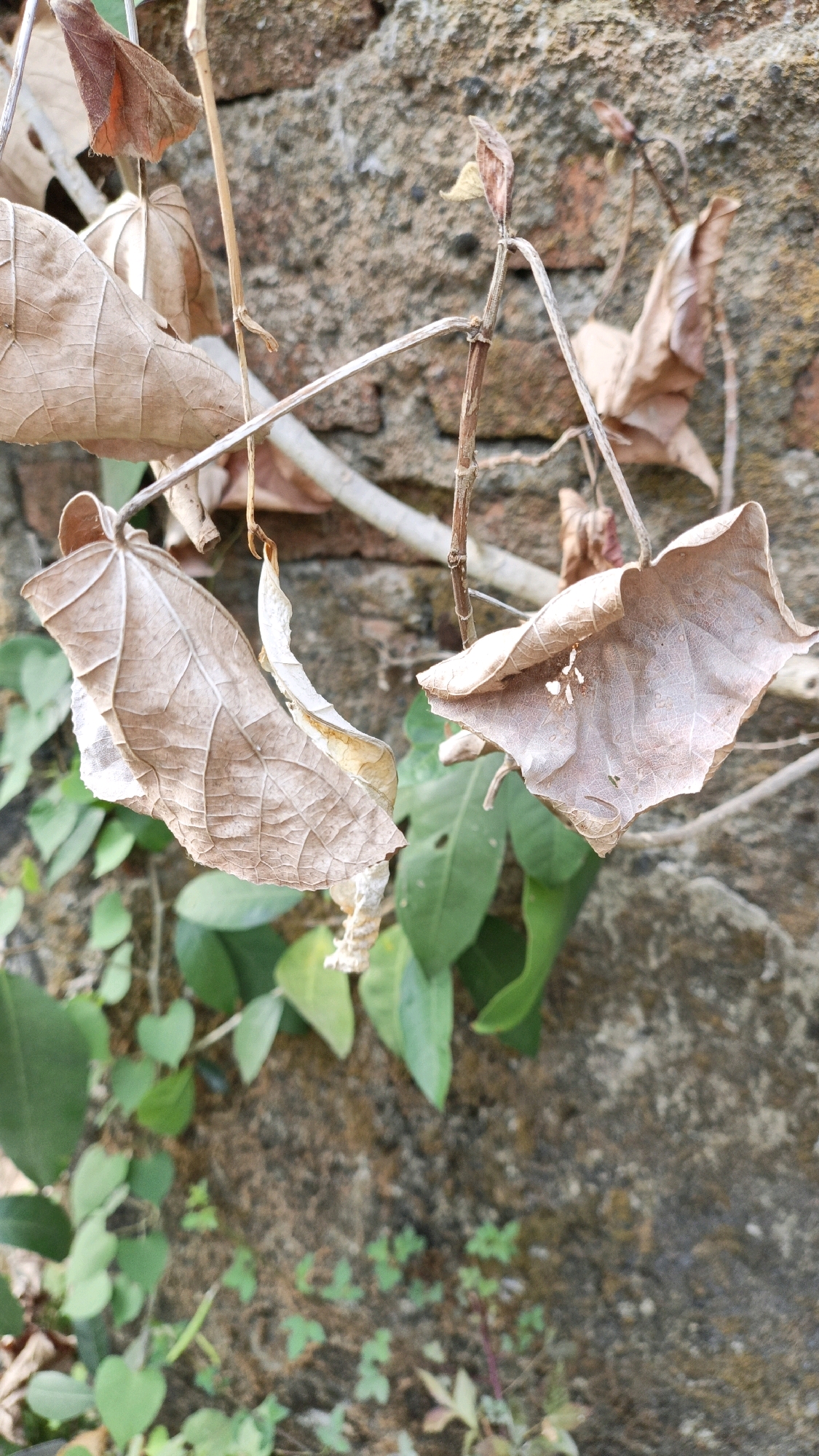 A close-up, eye-level shot captures two dry, brown leaves with prominent veins, hanging from thin, brittle branches against a textured, mottled brown brick wall. The leaves are positioned centrally, with the one on the left slightly larger and curled, and the one on the right appearing more intact but with a rippled texture and a few small white specks. Surrounding the dry leaves, and in the lower portion of the frame, are several vibrant green leaves, indicating a contrast between decay and new growth. The background brick wall shows variations in color, from deep reddish-brown to lighter tan, with visible mortar lines and an overall rough, weathered appearance. The image is focused on the natural elements of the scene, suggesting an outdoor environment, potentially in a garden or overgrown area. No people or specific actions are depicted. The setting is Cikal, Indonesia.