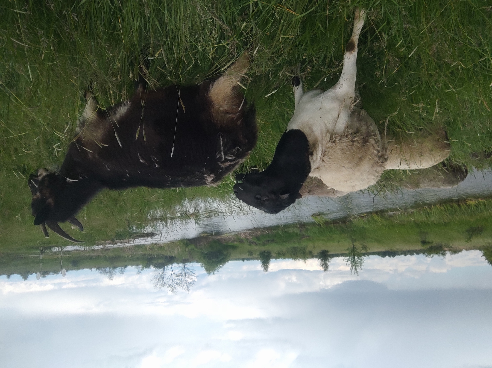 Two goats are lying in a grassy field next to a body of water. The goat on the left is dark brown or black, while the goat on the right is white and black. The sky is cloudy. The location is Unknown, Unknown.