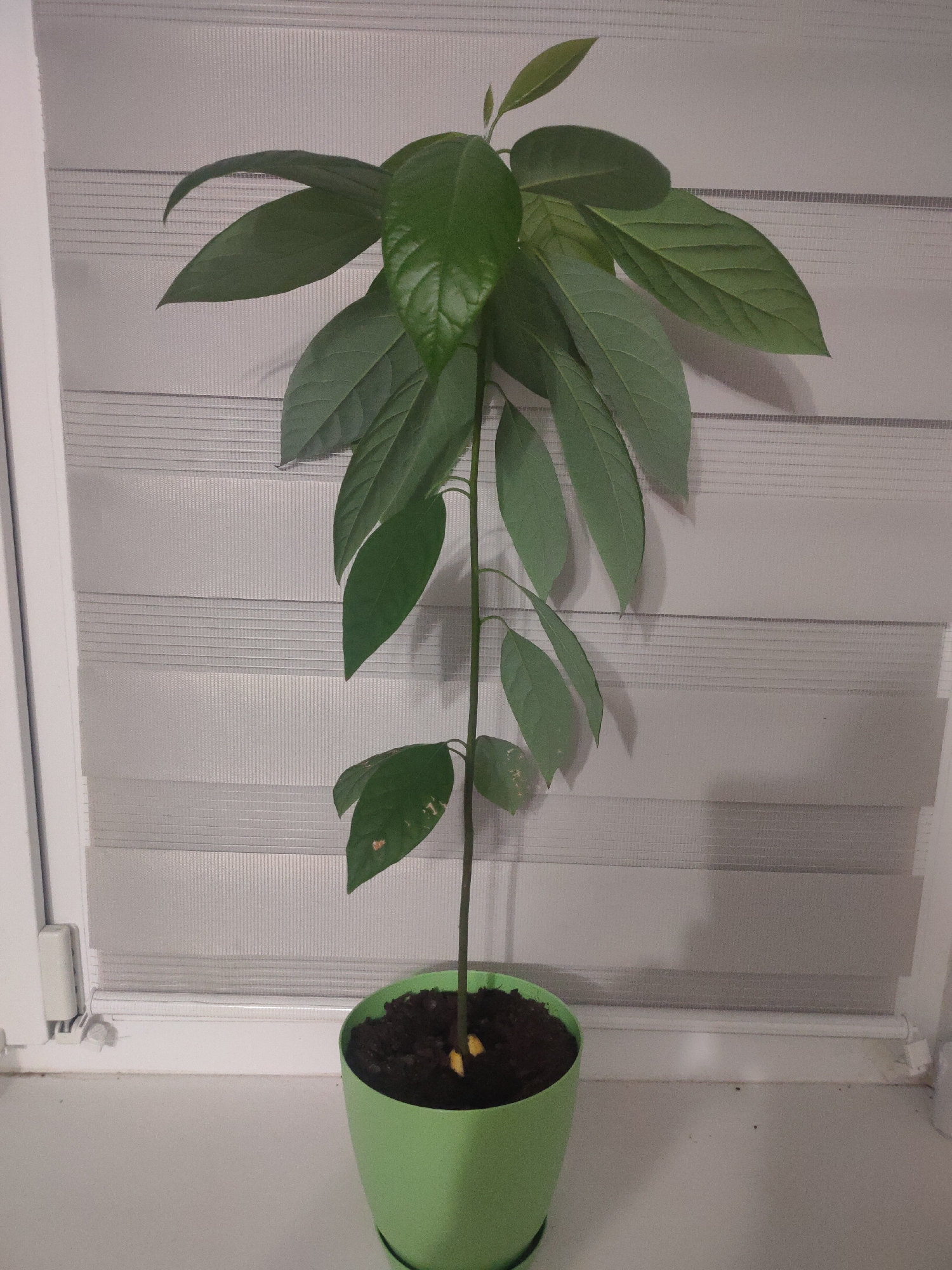 An indoor avocado plant, approximately 60 cm tall, stands in a light green pot filled with dark soil. The plant has a slender, vertical stem with several sets of large, ovate, dark green leaves. The top of the plant features new growth with lighter green, smaller leaves. Two yellow avocado seeds are partially visible protruding from the soil near the base of the stem. The pot is situated on a white windowsill, behind which is a closed window with a light gray horizontal blind. A white vertical object, possibly a window sensor, is attached to the left side of the window frame. The background consists of the textured surface of the blind. There is no indication of the city of Petrov Val, Russia, in the image.