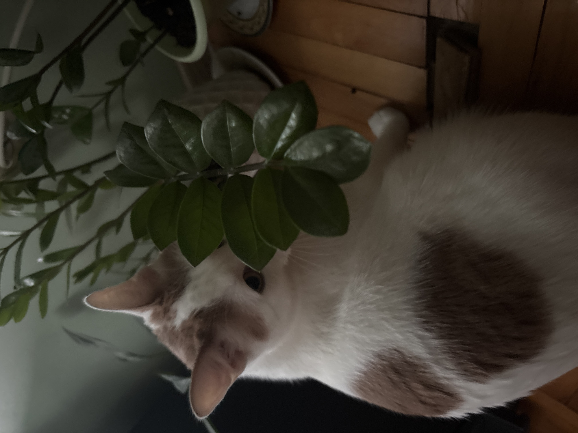 A white and brown cat is partially obscured by a houseplant on a wooden surface. The cat's head and upper body are visible, with its body angled to the right. The houseplant has dark green, waxy leaves and is positioned in the foreground. The background is dimly lit, with a wall and possibly another potted plant. The setting appears to be indoors, likely a domestic environment. There is no discernible information about the location in the city of Vsevolozhsk, Russia.