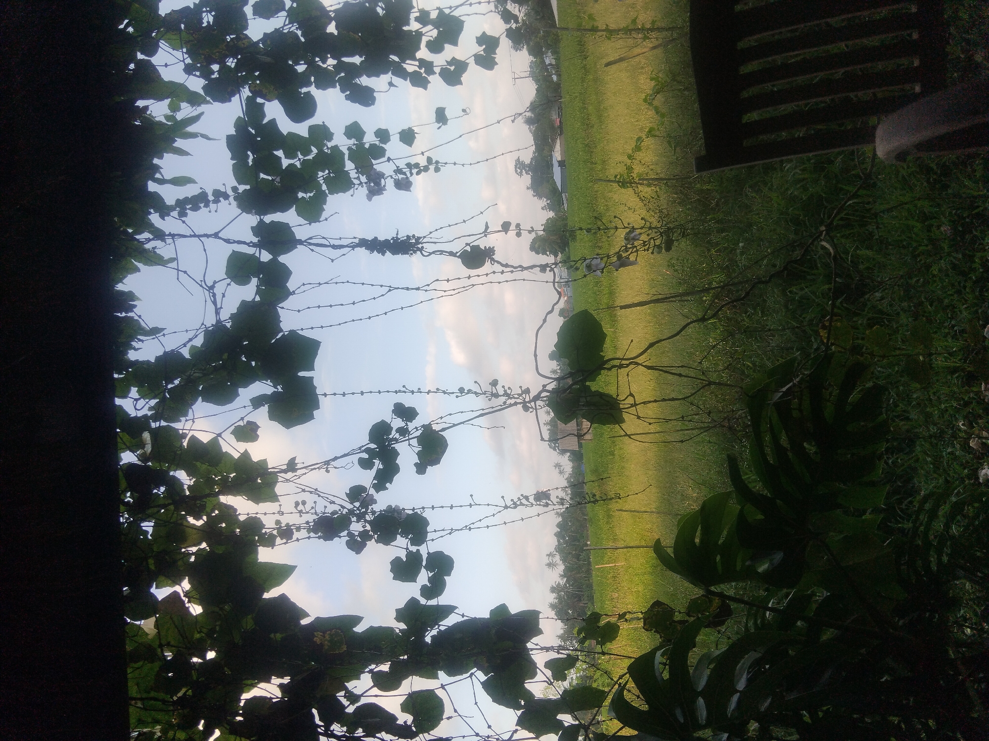 The image captures an outdoor scene, possibly a landscape or garden, in Unknown, Unknown. In the foreground, a dense collection of foliage frames the view. There are branches with heart-shaped leaves intermingling with vines that appear to have small, round fruits or flowers. A large leaf with splits in it is also visible. Through the foliage, a field of green grass or vegetation stretches out to the horizon. In the distance, a row of trees lines the horizon. The sky is visible between the foliage and above the horizon, showing a light blue color with some clouds. A wooden chair is present in the image.