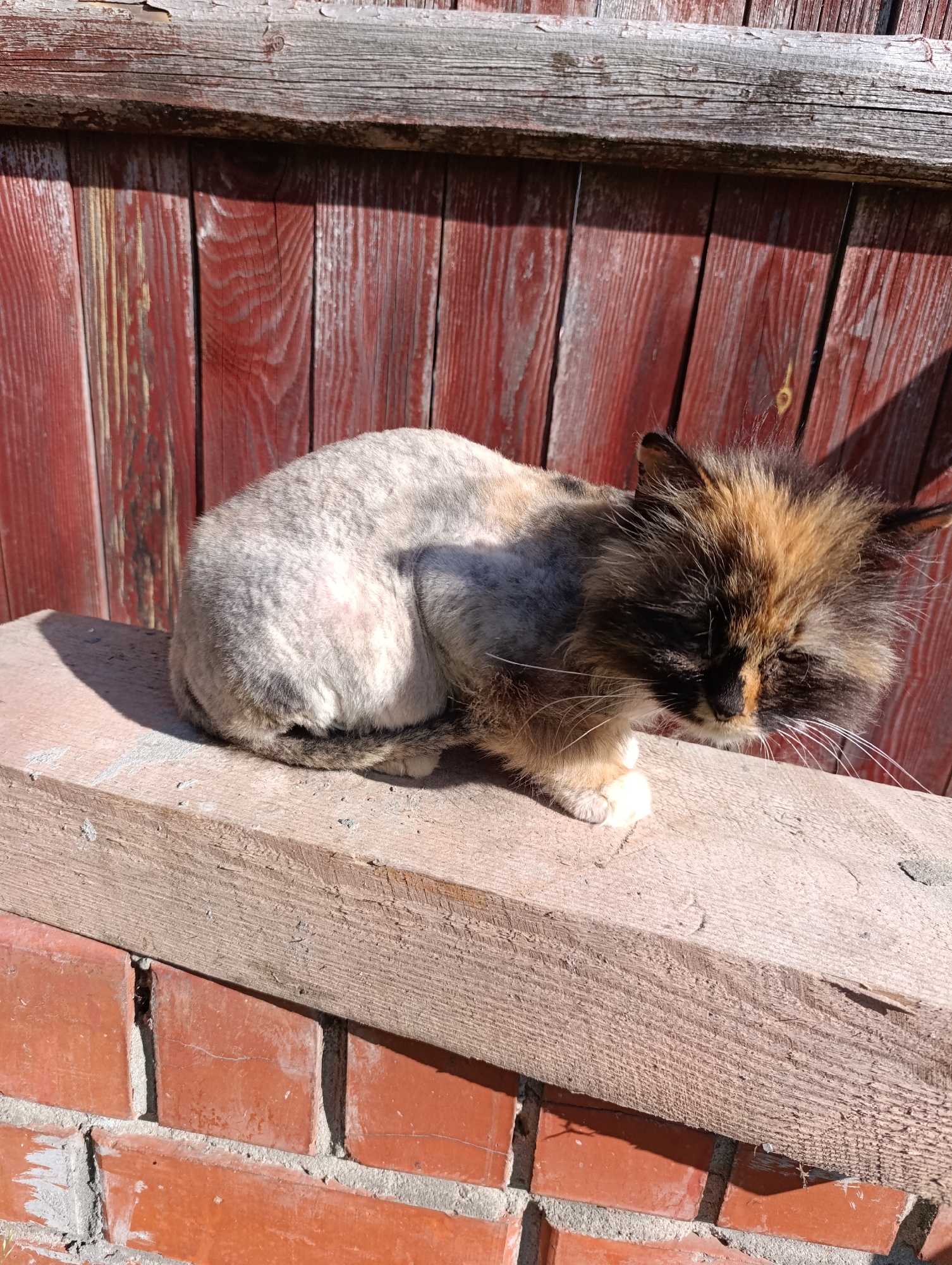 A calico cat, with its head and front displaying patches of brown, black, and orange fur, is resting on a weathered wooden beam. The majority of the cat's body appears to have been recently shaved or trimmed, revealing short, light gray and white fur, with subtle darker tabby patterns near its hindquarters and tail. Faint reddish tones are visible on its shaved fur. The cat is positioned with its body curled, facing towards the right side of the frame, and its head is slightly lowered with eyes partially closed, giving it a calm appearance. Its front left paw, which is white, is visible on the beam.
Behind the cat is a rustic wooden fence, painted a reddish-brown color, exhibiting prominent wood grain and signs of weathering and peeling paint. Strong, direct sunlight illuminates the scene from the right, casting sharp shadows on the fence and under the wooden beam, indicating a bright, sunny daytime environment. Below the beam, a brick wall constructed of reddish-orange bricks with visible mortar adds to the rustic outdoor setting. No text is visible in the image.