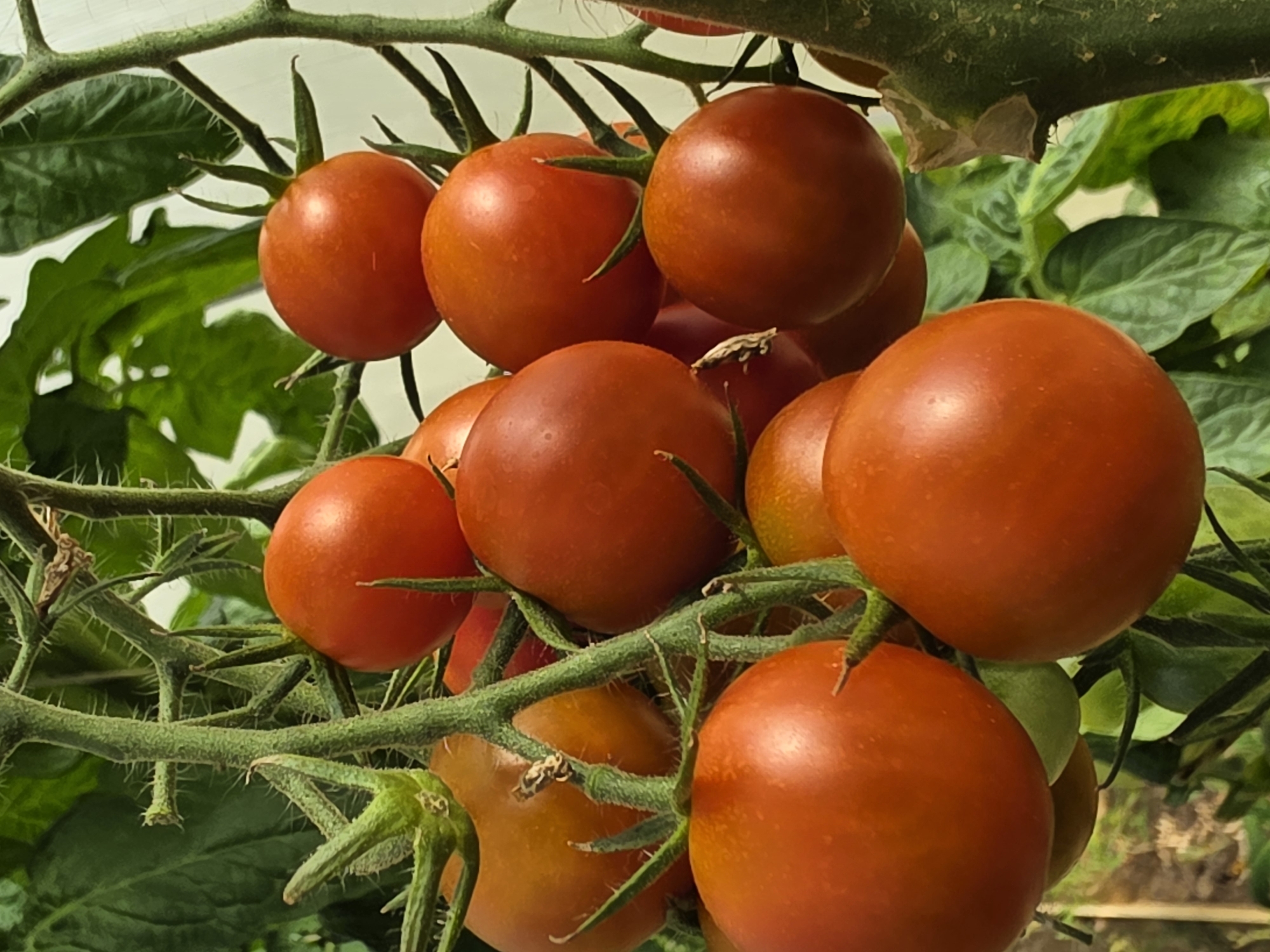 A close-up, vertical, medium shot captures a cluster of ripe, red tomatoes growing on the vine. The tomatoes are plump and round, with smooth, glossy skins reflecting the light. They are attached to a thick, fuzzy green stem, which is part of a larger tomato plant. The background is softly blurred, showing more green leaves and a pale, out-of-focus white structure, possibly a greenhouse. The image is devoid of any human presence or activity. The scene is entirely focused on the natural growth and ripeness of the tomatoes, suggesting a rural or agricultural setting. There is no indication of the city of Речицы, Russia.