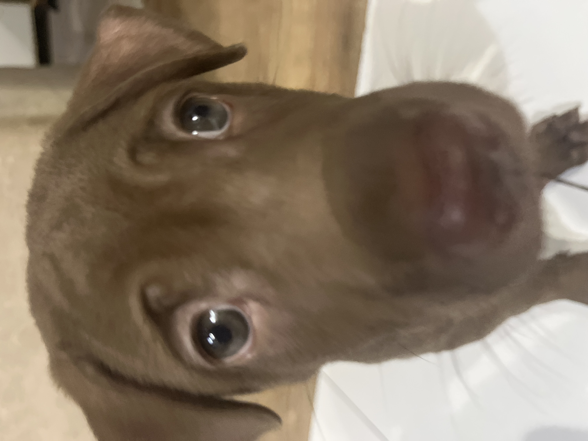 A close-up, low-angle, indoor, full-body shot shows a young brown puppy with large, expressive eyes and a dark pink nose. The puppy's ears are floppy and hang down from its head. The background is blurred, but appears to be a tiled floor and a wooden surface. The puppy is positioned in the foreground, with its face filling most of the frame. The lighting is soft and natural. The setting is a domestic environment in North Kuta, Indonesia.