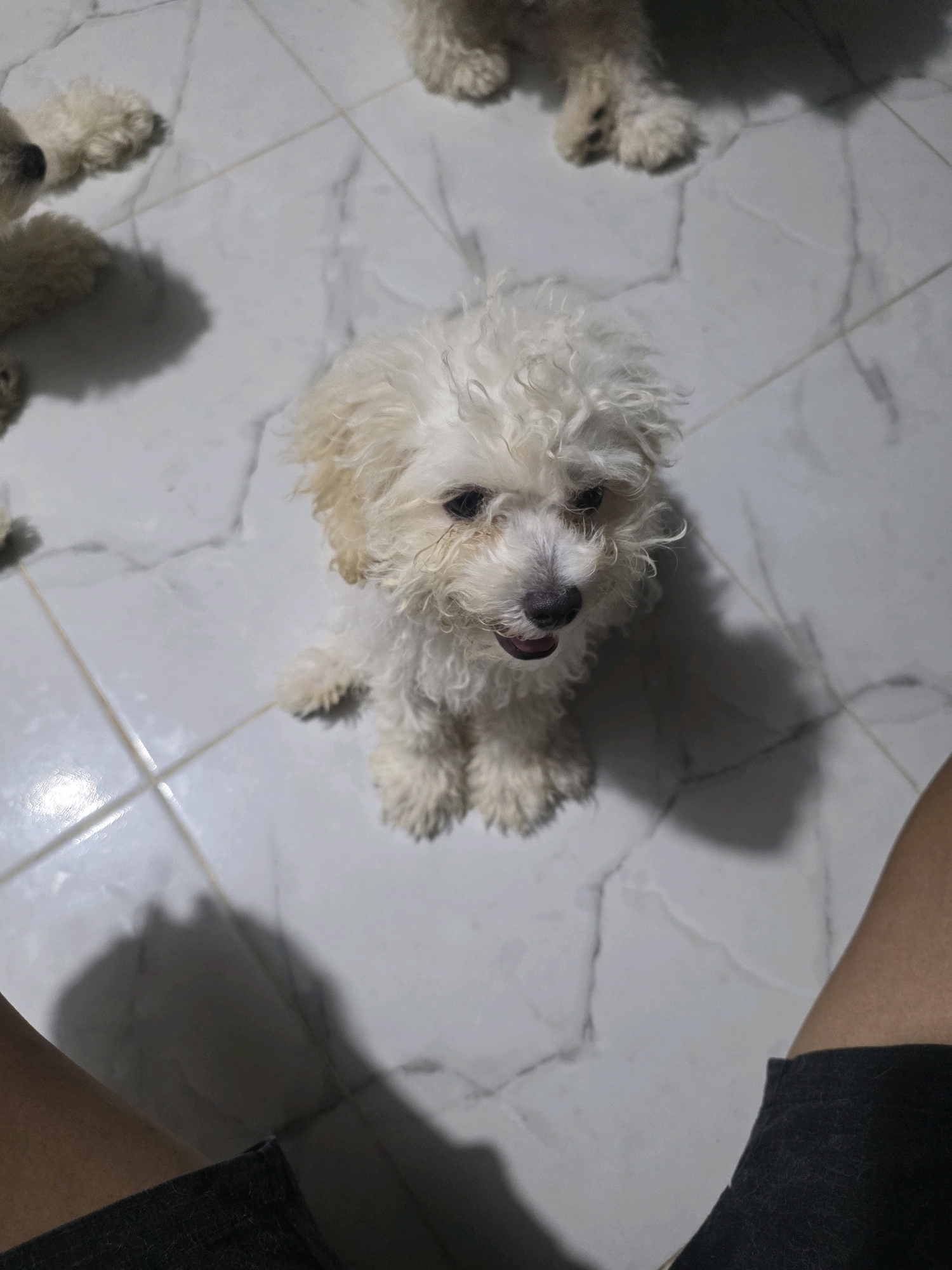 A close-up, high-angle shot captures a small, fluffy white dog sitting on a white tiled floor. The dog, possibly a poodle mix, has curly fur, dark eyes, and a black nose. Its mouth is slightly open, revealing a pink tongue. The floor tiles are arranged in a grid pattern with thin, visible grout lines. Shadows from the dog and unseen objects are cast on the floor, indicating indoor lighting. In the foreground, the lower part of a person's legs, clad in dark shorts, is visible, suggesting the photograph was taken by someone sitting or kneeling. The background is out of focus but appears to show more of the tiled floor and possibly other dogs. There are no distinguishing landmarks or elements that would indicate a specific location within the city of Unknown, Indonesia.