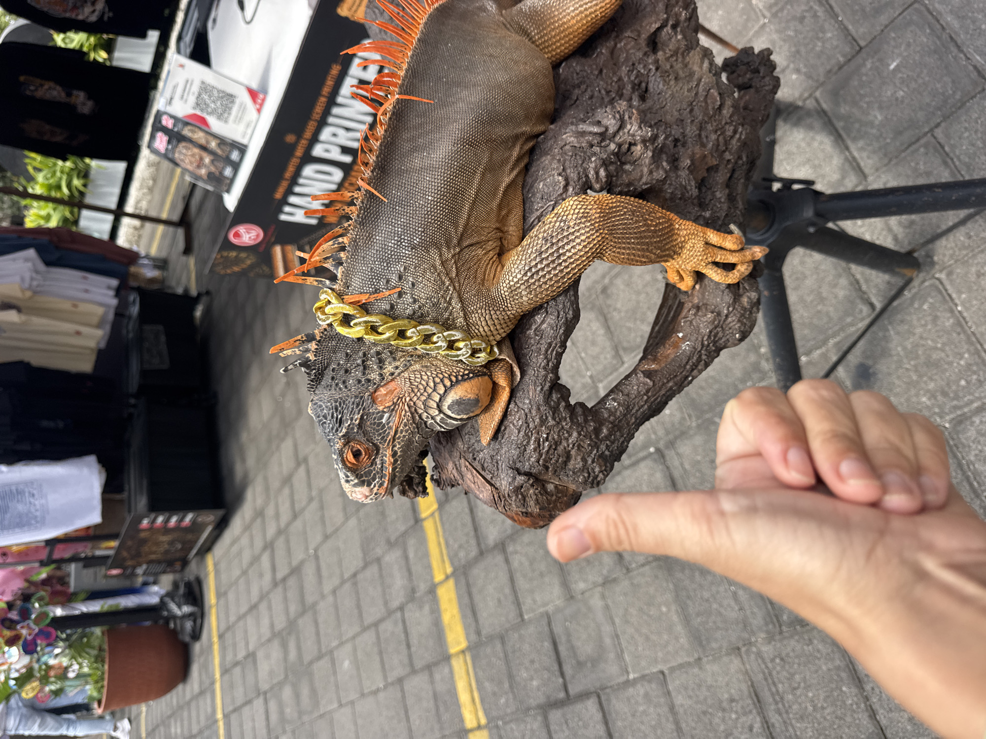 In Kuta Selatan, Indonesia, an iguana adorned with a gold chain rests on a piece of driftwood. The iguana has orange spikes along its back and tail, and its skin is a mixture of gray and orange. Its eyes are open, and it appears to be looking towards the left. A hand is visible in the foreground, giving a thumbs-up gesture. The background shows a street scene with stalls selling clothing, possibly at a market. The ground is paved with gray interlocking bricks, and a yellow line is painted on the pavement.