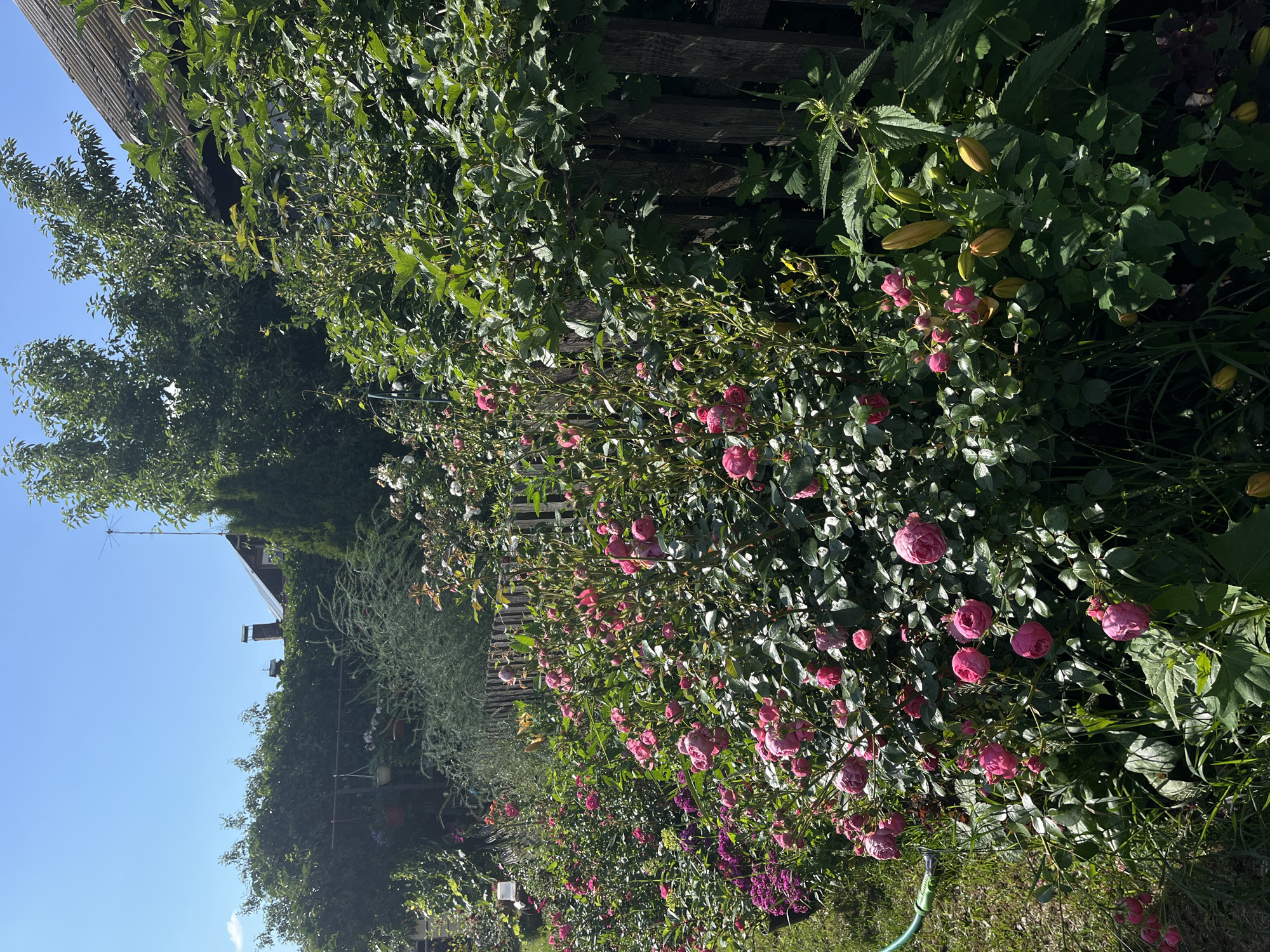 The image depicts a lush, sunlit garden bordering a rustic wooden fence. A profusion of pink roses dominates the foreground, with clusters of blooms and buds adorning their green foliage. To the left, a section of a green garden hose is visible, partially lying on the grass. Beyond the roses, more greenery, including some purple flowers and tall, wispy plants, can be seen.
In the background, a weathered wooden fence runs horizontally across the scene. Behind the fence, trees and bushes create a dense green backdrop. A portion of a roof, likely belonging to a residential building, is visible above the foliage, with a chimney and an antenna on top. The sky is clear and bright blue, suggesting a sunny day. The overall impression is one of a well-tended, vibrant garden.
Given the context of Chaikovsky, Russia, this scene likely represents a typical dacha garden, a common feature of Russian summer residences, where residents cultivate flowers and vegetables. The rustic fence and the style of the house in the background are consistent with such settings.