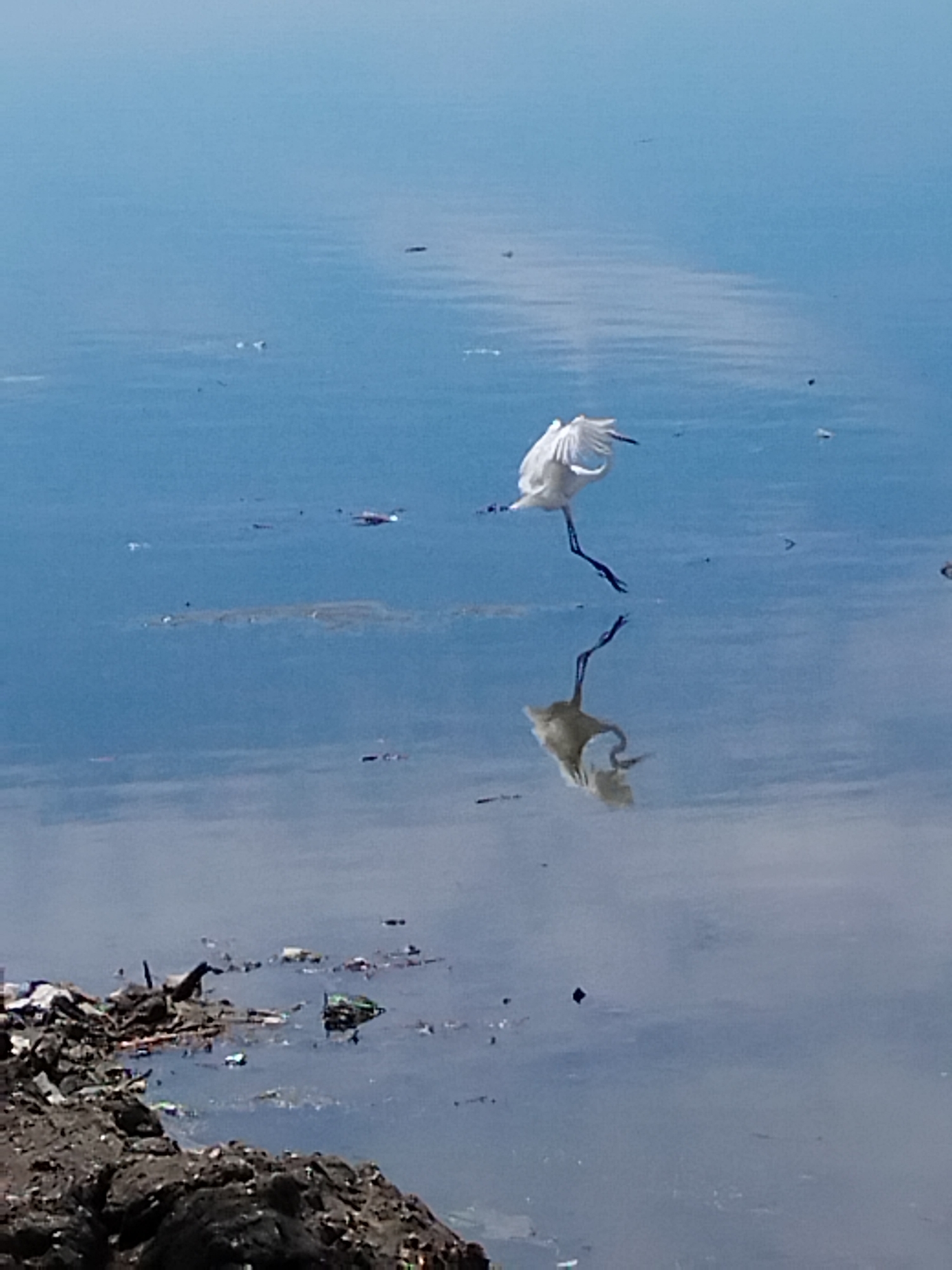 A white egret is captured in mid-flight with its wings spread, reflected in the calm, blue water below. The bird appears to be in motion, with its legs extended. The water surface is disturbed by ripples, and there are small dark objects scattered on it. In the foreground, a rocky, dark shoreline is visible, littered with debris including plastic waste. The overall scene depicts a natural environment impacted by human waste. The scene is identified as being in Lhokseumawe, Indonesia.