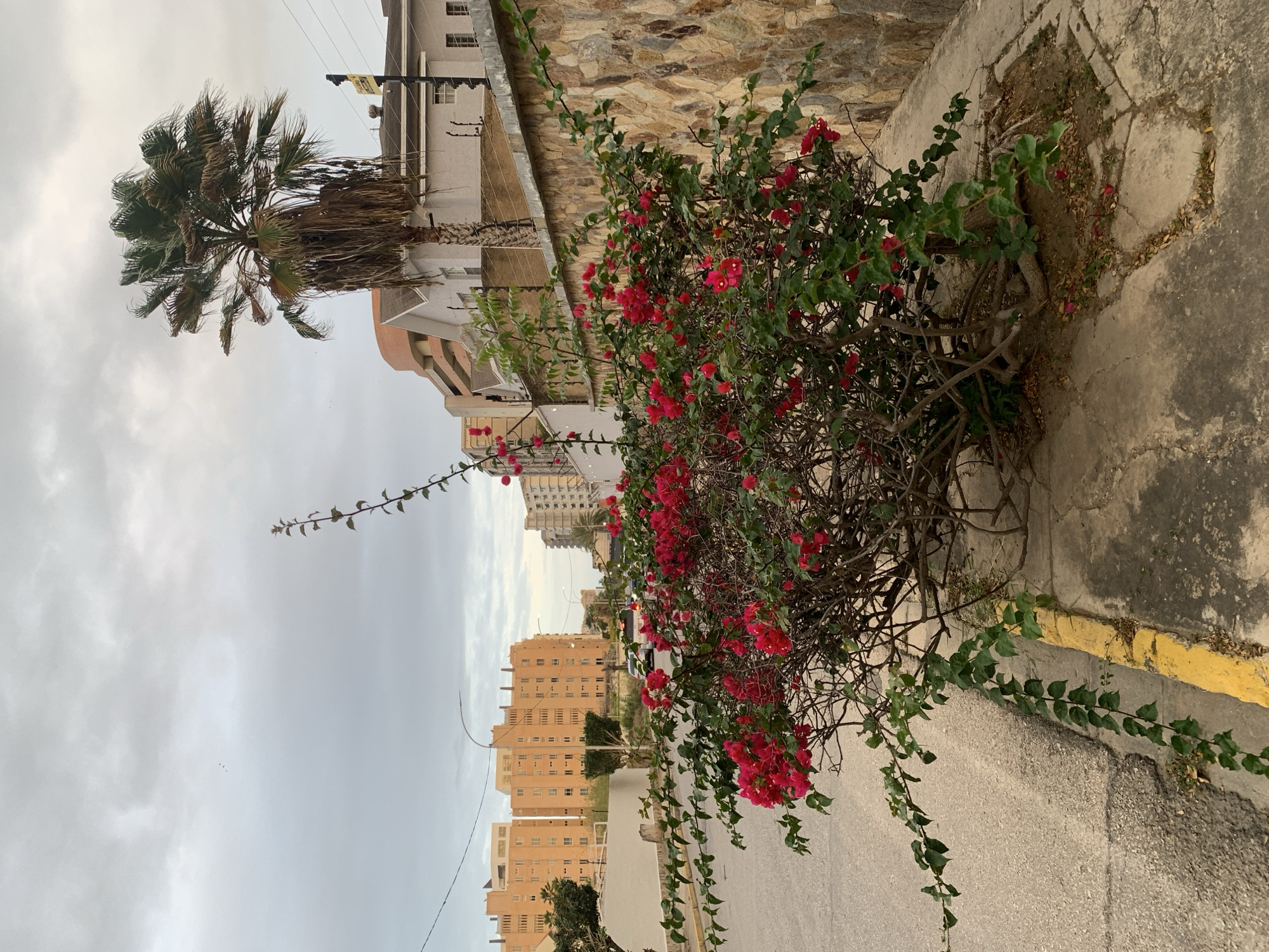 This media file captures a street scene in Pampatar, Venezuela, under an overcast sky. The image is taken from a slightly elevated perspective, looking down a paved road.
In the foreground and to the right, a large, vibrant bougainvillea bush with numerous bright red flowers dominates the frame. Its branches extend outwards over the concrete sidewalk, which features a yellow curb line. Behind the bougainvillea, a rough-hewn stone wall runs parallel to the street, suggesting a property boundary.
On the left side of the street, a tall palm tree with a shaggy frond canopy stands prominently against the cloudy sky. Beyond the palm tree, a variety of buildings line the street. Closer structures have light-colored facades, including one with an orange hue. Further down, several larger, multi-story buildings, possibly residential or commercial, with numerous windows and a light brown or beige color, are visible. Utility poles and power lines crisscross the left side of the scene.
A dark-colored vehicle is partially visible on the street in the distance, between the buildings. The sky is light gray and filled with scattered clouds, indicating an overcast day. A small flock of birds is visible flying high in the sky.
No specific human activity or people are clearly visible. The overall setting is an urban or suburban area with a mix of natural elements and constructed environments. A small yellow sign is present on a pole or wall on the upper left, but its text is unreadable. The time of day appears to be either morning or late afternoon, given the diffused light, or simply a heavily cloudy day.