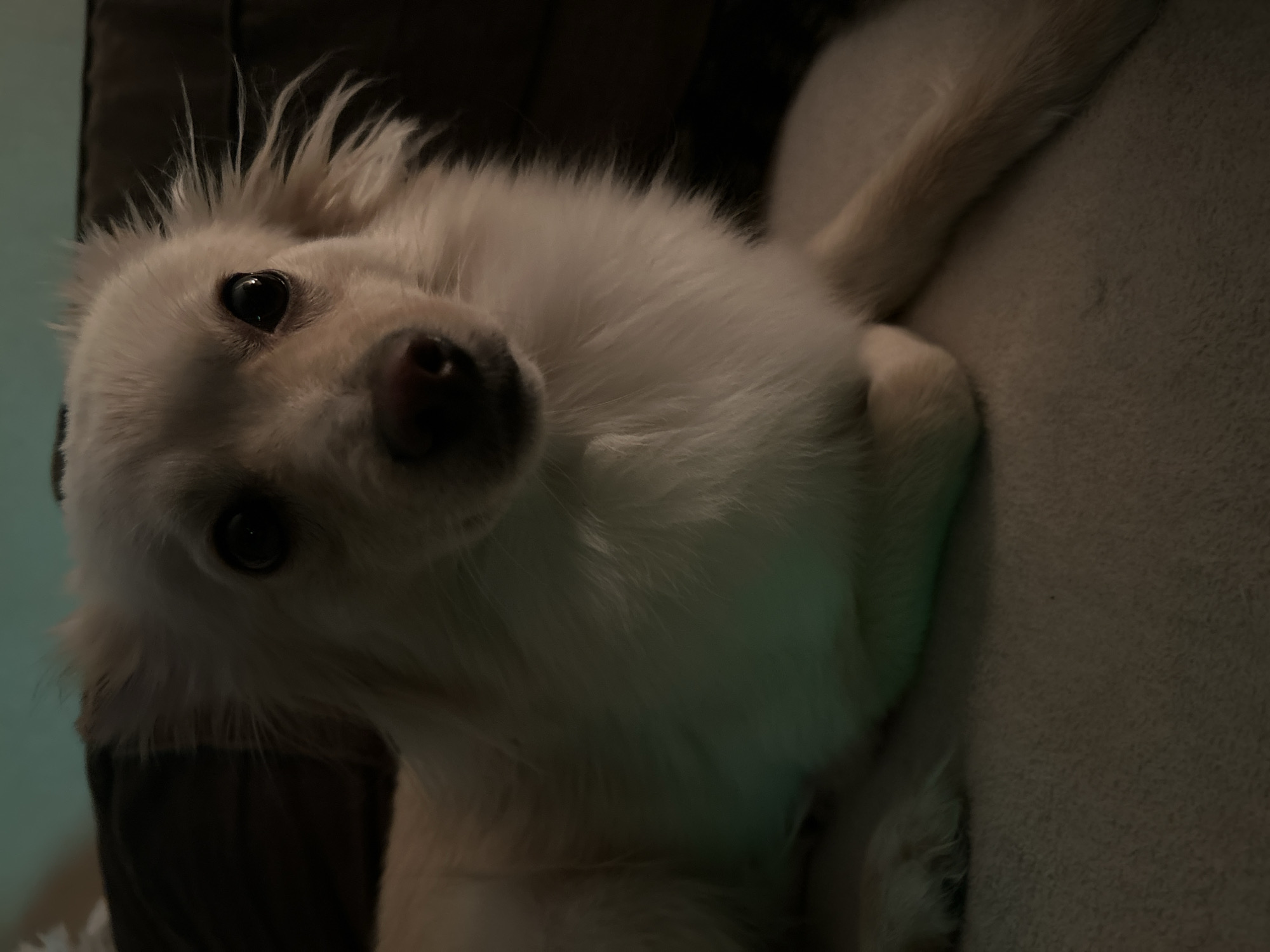 The image shows a close-up of a white dog lying on a textured surface, possibly a couch or bed. The dog has light-colored fur and dark eyes. The lighting is dim, with a greenish glow visible on the dog's fur. The background is dark and out of focus. There is no indication of Sofia, Bulgaria, or any specific city location.