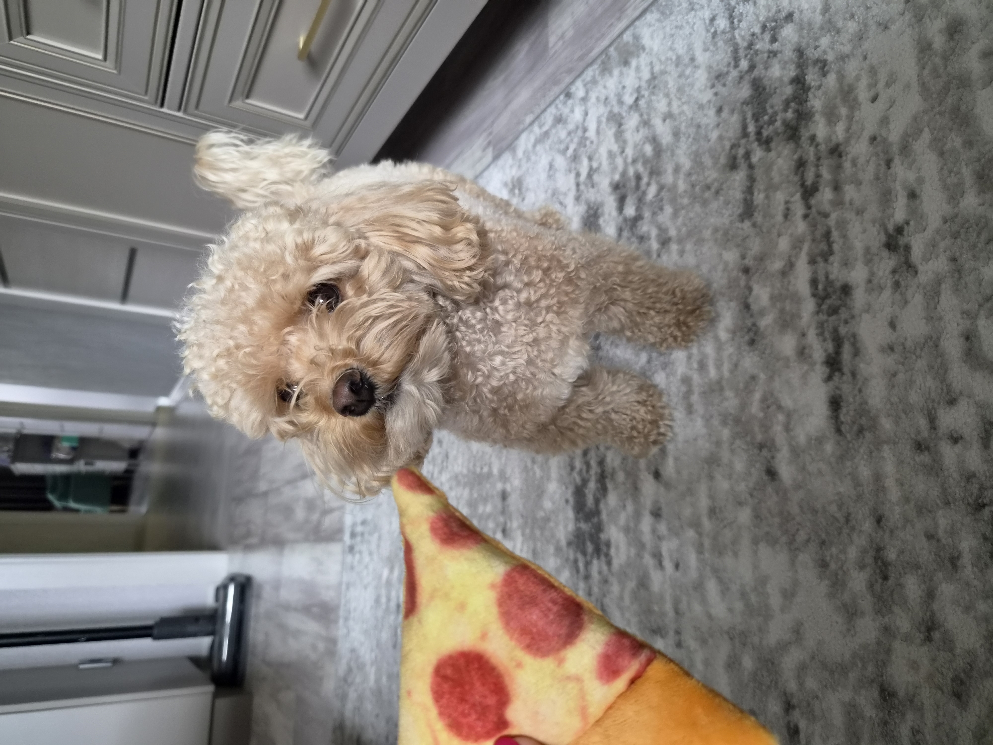 A tan poodle, positioned centrally, looks up at a slice of pizza toy held in a person's hand on the left. The dog has a slightly sad expression and is standing on a patterned grey rug. In the background, a hallway extends, with a vacuum cleaner visible to the left and cabinets with gold handles to the right. The overall scene is indoors. This scene is not located in the city of Cherepovets, Russia.
