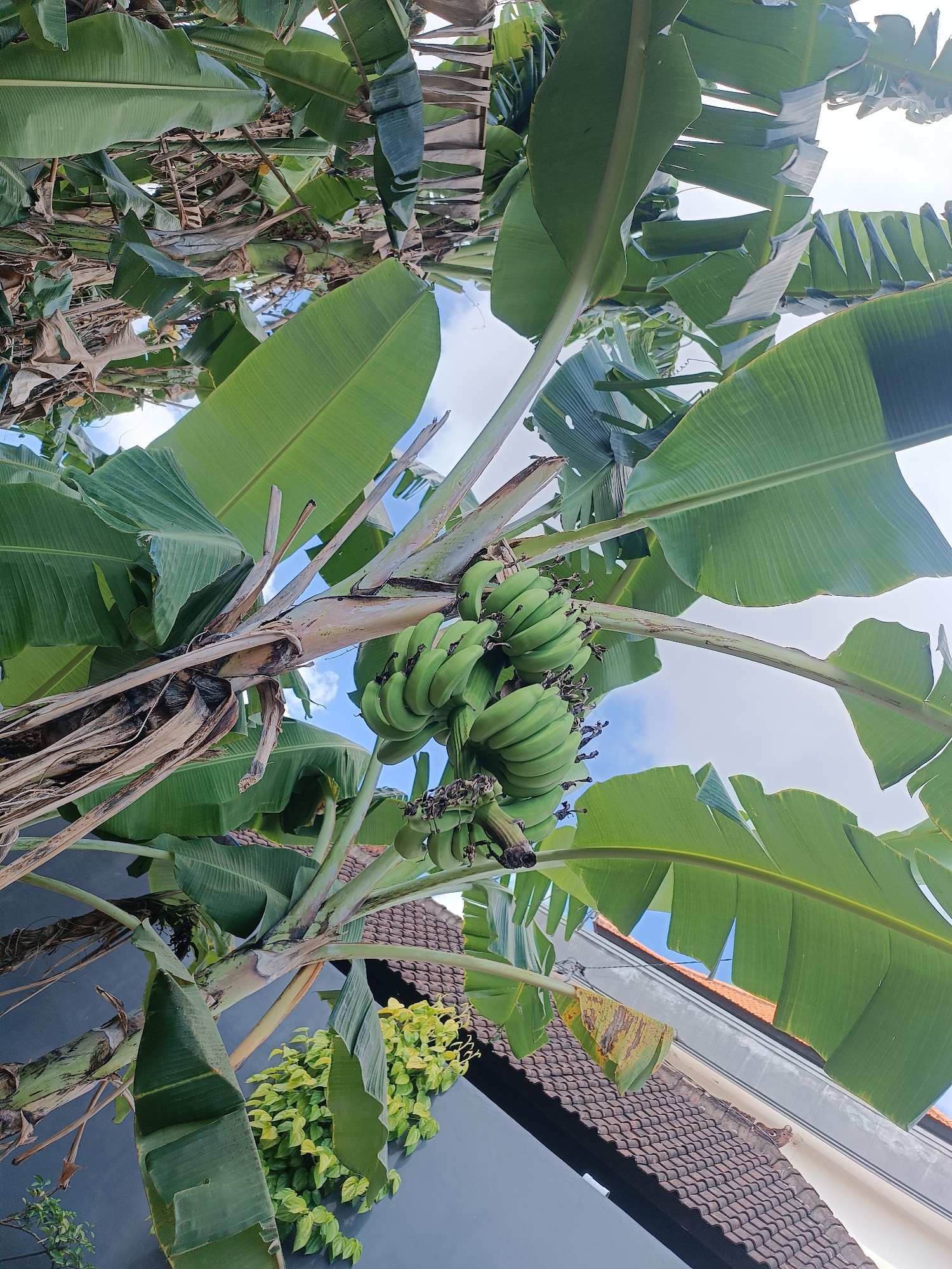 In Tabanan, Indonesia, a cluster of green bananas hangs from a banana tree, its large leaves creating a canopy against a blue sky. The perspective is from below, looking up at the fruit and foliage. In the background, the roof of a building with brown tiles is visible, along with sections of a gray wall and some green foliage. The scene is naturalistic, with no people or ongoing actions depicted.
