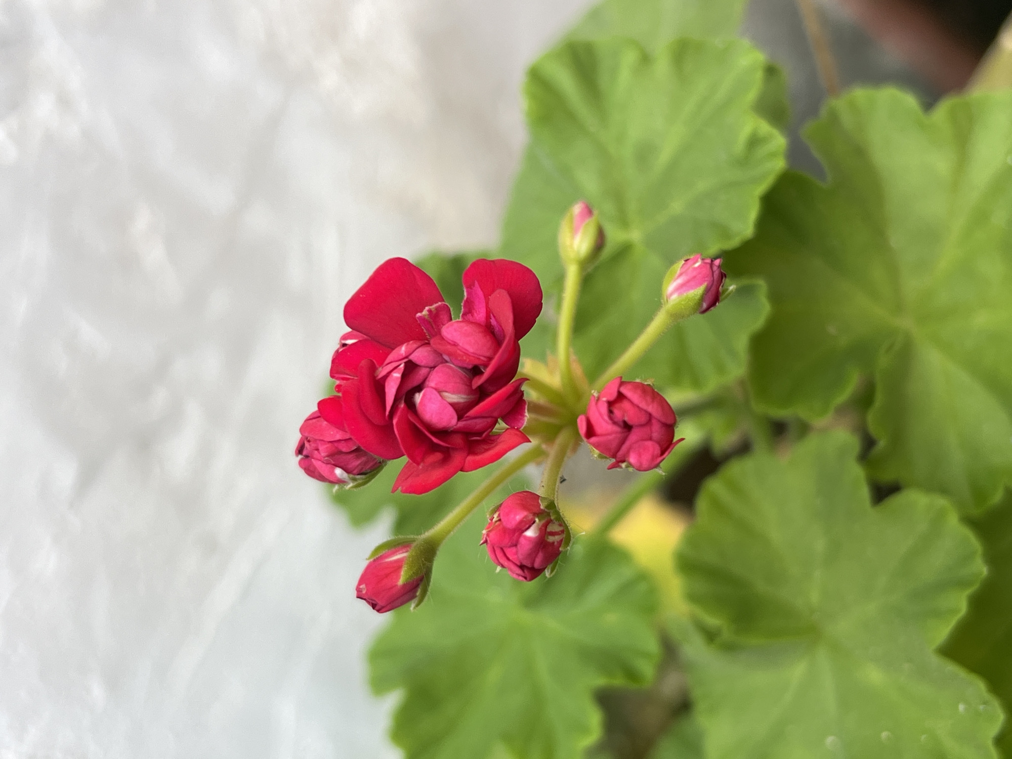 A close-up, overhead shot shows a cluster of vibrant red geranium flowers and buds against a backdrop of green leaves and a softly textured white surface. The flowers are in various stages of bloom, with some fully opened and others still tightly closed buds. The white surface appears to be fabric, possibly a tablecloth or a piece of clothing, with subtle folds and shadows. The image is well-lit, highlighting the rich red of the petals and the deep green of the leaves. The scene is static and appears to be an indoor arrangement, possibly on a windowsill or table. The location of Akandzhievo, Bulgaria, is not visually represented in the image.