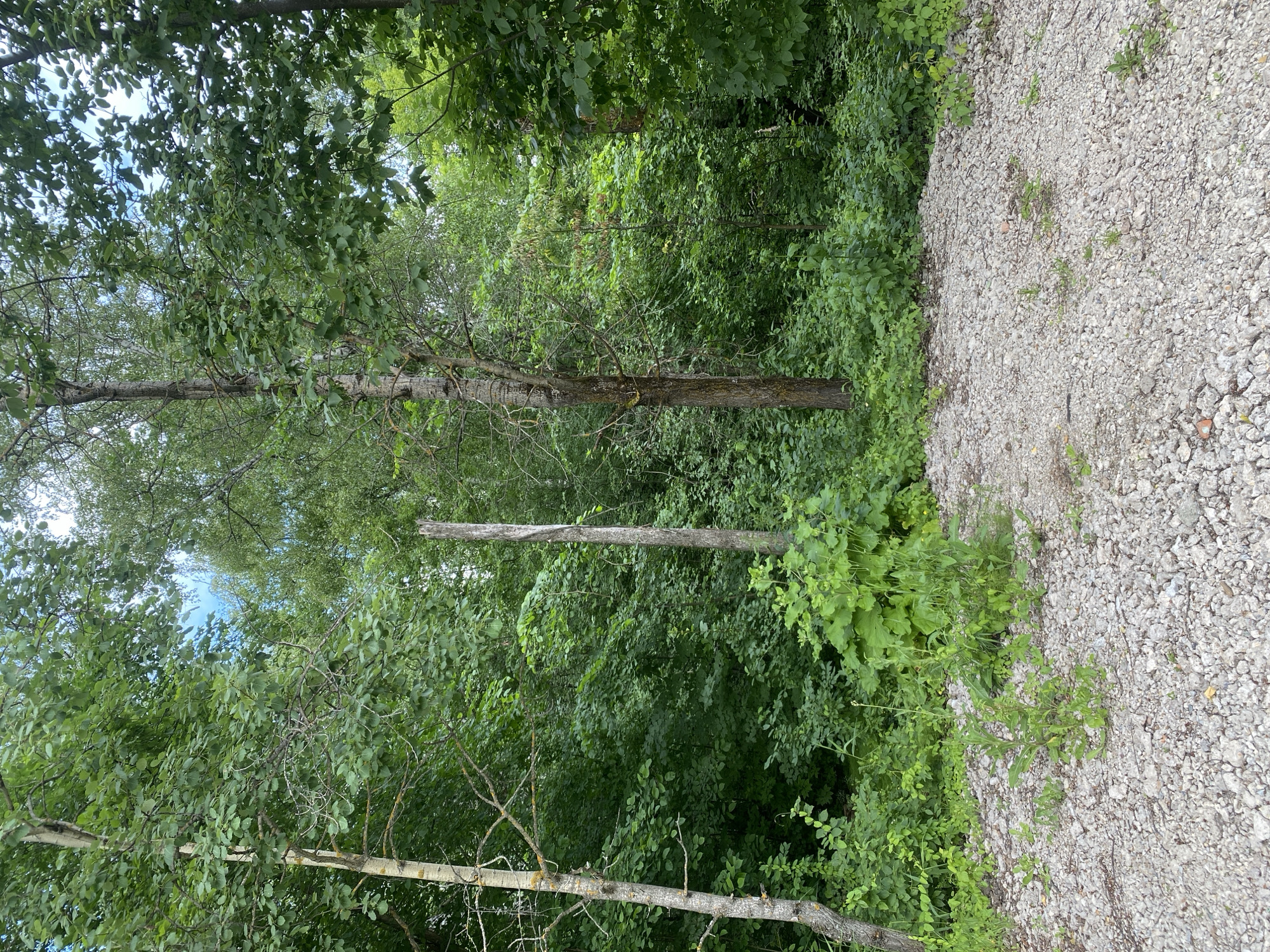 The media file depicts a natural scene with a focus on vegetation and a gravel area. The dominant subjects are trees and dense foliage, primarily in various shades of green, suggesting a lush, overgrown environment. Some of the trees have visible trunks and branches, with some bare branches interspersed among the leaves.
The setting appears to be outdoors, likely in a wooded or natural area bordering a path or clearing composed of light-colored gravel. The gravel is unevenly distributed and contains some smaller stones and occasional sparse green weeds growing through it.
There are no people or discernible objects other than the natural elements and the gravel. The image does not capture any specific activity or event.
Notable details include the time of day, which appears to be daytime, judging by the lighting and the bright sky visible through the tree canopy. The weather seems to be fair, as indicated by the clear sky in some portions of the image. Location cues are limited to the general description of a natural environment with trees and gravel. No emotions are conveyed by the static image. There is no visible text in the media file. The orientation of the image is such that the trees appear to be growing upwards and sideways from the bottom and left, with the gravel area to the right. This suggests the original capture may have been rotated.