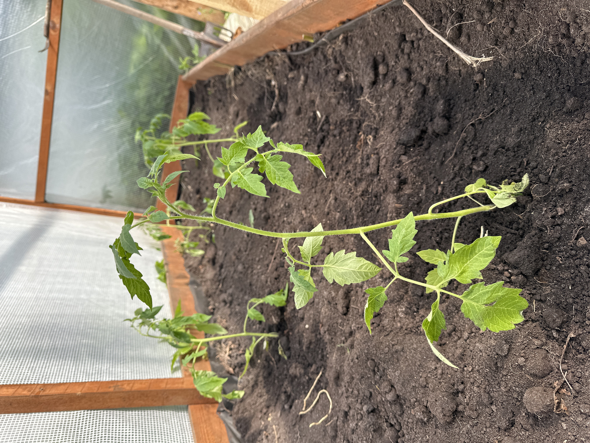 A close-up, oblique view depicts tomato plants in a raised garden bed within a structure that appears to be a greenhouse. The plants are young and have green leaves. The soil in the garden bed is dark and rich. The greenhouse structure is constructed with wooden framing and a translucent covering material. No people are visible. The location is inferred to be Nizhny Novgorod, Russia, based on contextual information not included in the image itself.