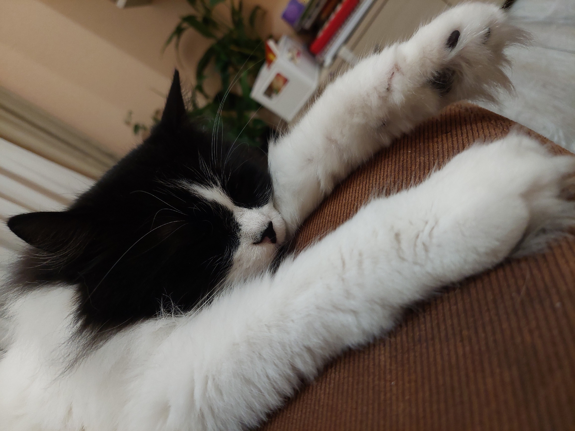 A black and white cat is lying on a brown surface. The cat is mostly black on its head and upper body, with white markings around its nose and white fur on its paws. The cat's eyes are closed, suggesting it is sleeping or resting. One of the cat's paws is extended upwards, showing its claws. The background includes a blurry view of a plant, some books, and a neutral-colored wall. Without further context, it is impossible to determine the precise location of the scene in Plovdiv, Bulgaria.