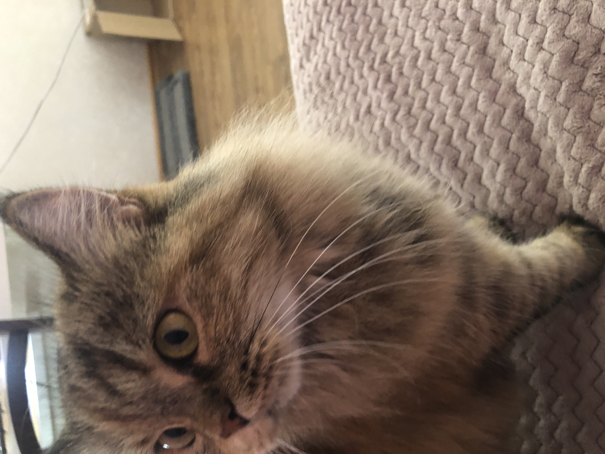 The image shows a close-up of a tabby cat's face, looking to the left with its eyes wide open. The cat has long, light-colored whiskers. The cat is resting on a textured pink blanket, which fills the lower right portion of the frame. The background is out of focus and shows a wooden floor, a wall, and some blurry objects including a cardboard box and a dark rectangular mat. The lighting appears to be indoor. The image does not provide any information about the city or location.