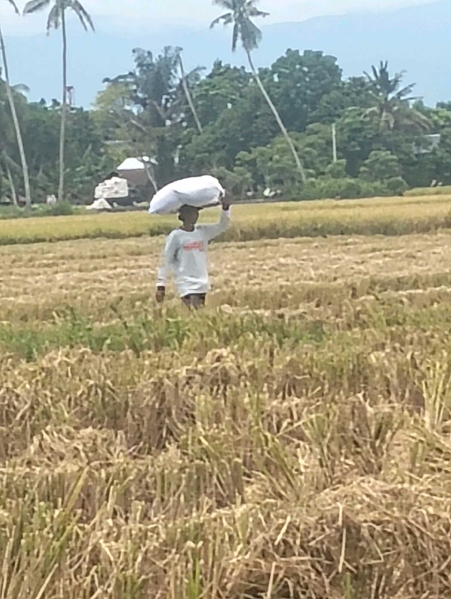 In the city of Teungoh, Indonesia, a solitary figure, presumably a farmer, walks through a harvested rice field. The individual carries a large, white bag balanced on their head. They are dressed in a long-sleeved shirt and dark shorts. The field, recently harvested, is covered with stubble and drying stalks of rice. In the background, lush green trees and palm trees form a dense backdrop, with a hint of distant mountains and a cloudy sky. A small, white structure, possibly a shed or building, is partially visible amongst the trees. The overall scene depicts a rural landscape during the post-harvest season.