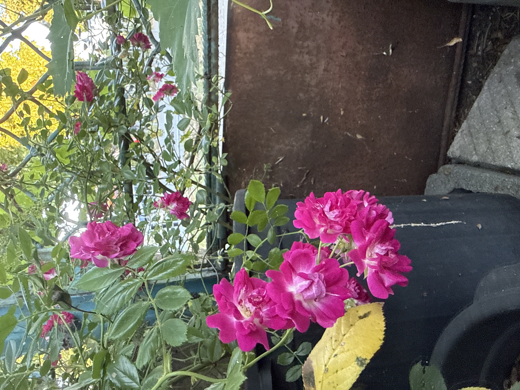 The image shows a close-up view of bright pink roses blooming in a garden setting. The roses are clustered on thorny branches with green leaves. In the foreground, a large black pot is partially visible, with a yellowed leaf resting on its edge. Behind the roses, a weathered, rusty metal surface forms the background, possibly part of a fence or structure. A yellow, leafy tree is visible in the upper right portion of the image, with sunlight filtering through it. The overall scene suggests an outdoor, urban garden environment, potentially in Marinka, Bulgaria.