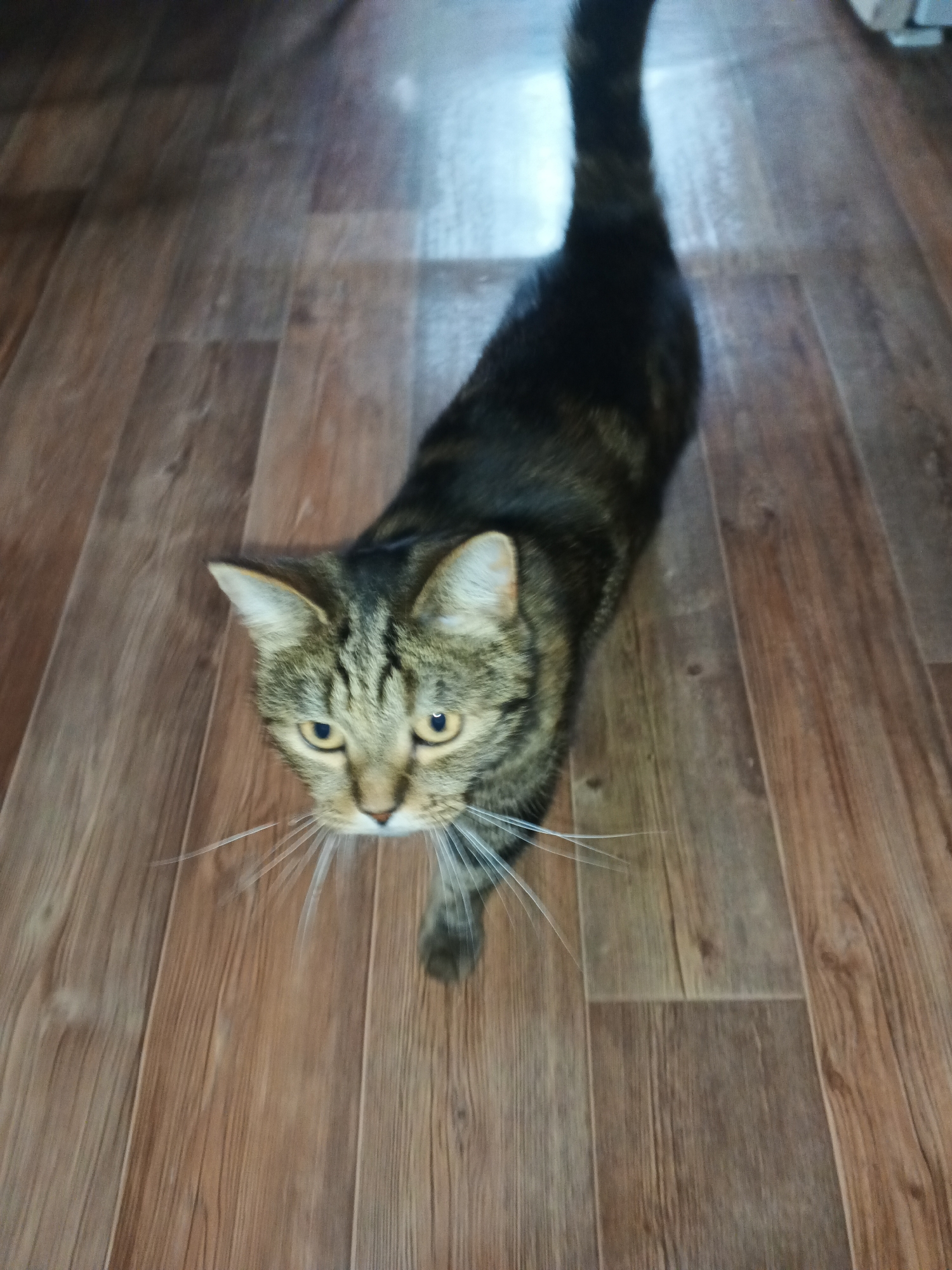 An overhead shot captures a tabby cat with black stripes and amber eyes standing on a wooden floor. The cat's head is angled slightly to the left, and its body extends away from the viewer, with its tail raised vertically. The wooden floor has a warm, brown tone and a visible wood grain pattern. The lighting appears to be artificial, casting shadows and creating highlights on the floor. No people or other animals are visible in the image. The environment is indoors, likely a room within a home.