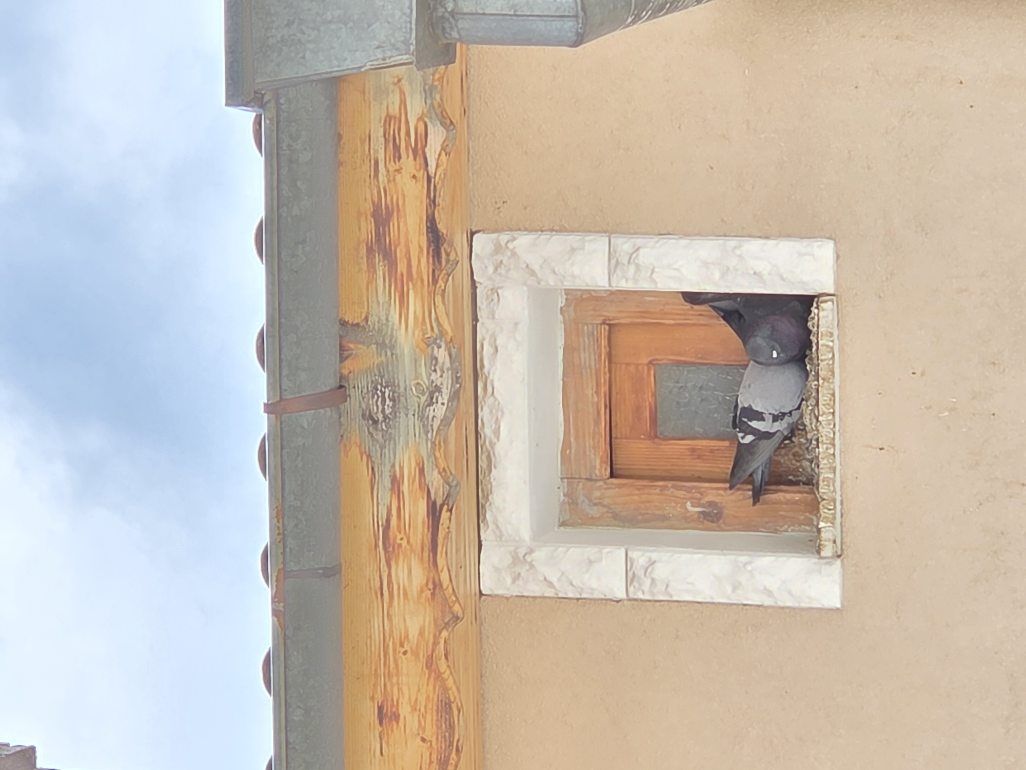 A pigeon perches in a window of a light brown building next to a rusty downspout. The window has a white brick frame. The sky is visible in the upper left corner. The location cannot be determined as Varna, Bulgaria from this image.
