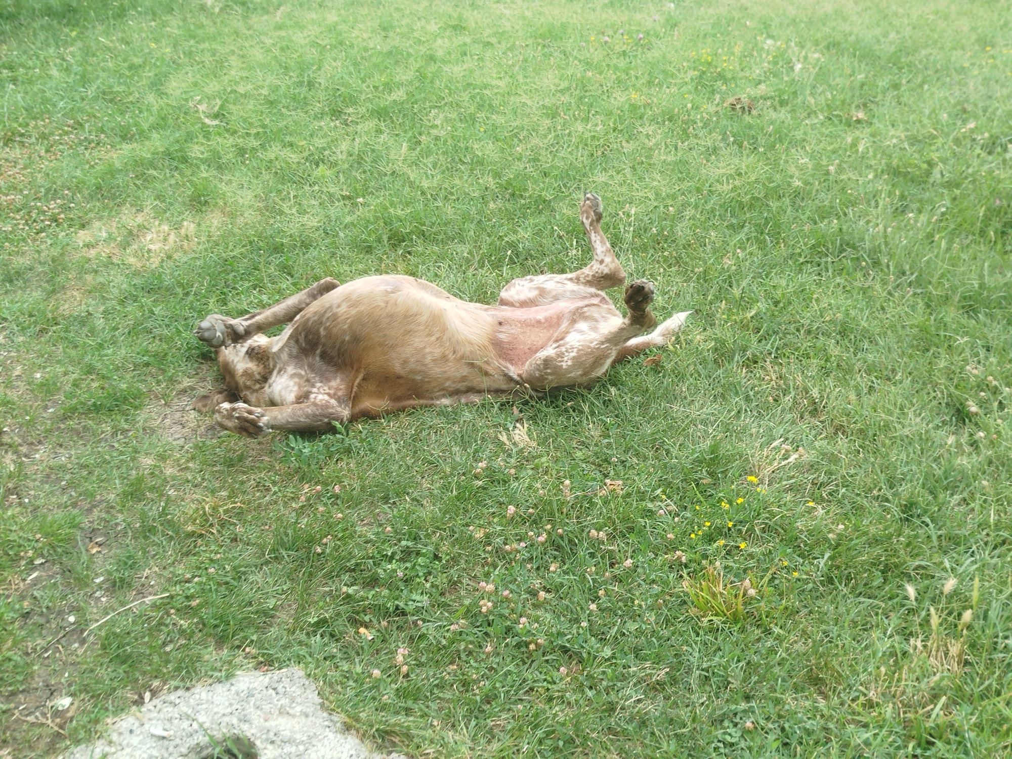 A dog, appearing to be a brown and white mixed breed, is lying on its back in a patch of green grass. The dog's paws are extended upwards, and its belly is exposed, revealing pink skin. The grass is interspersed with small yellow and pink flowers, and some dry patches of dirt. In the bottom left corner of the image, a portion of a gray concrete slab is visible. The setting appears to be an outdoor area, possibly a yard or park. There are no people visible in the image. The overall scene is calm and natural.