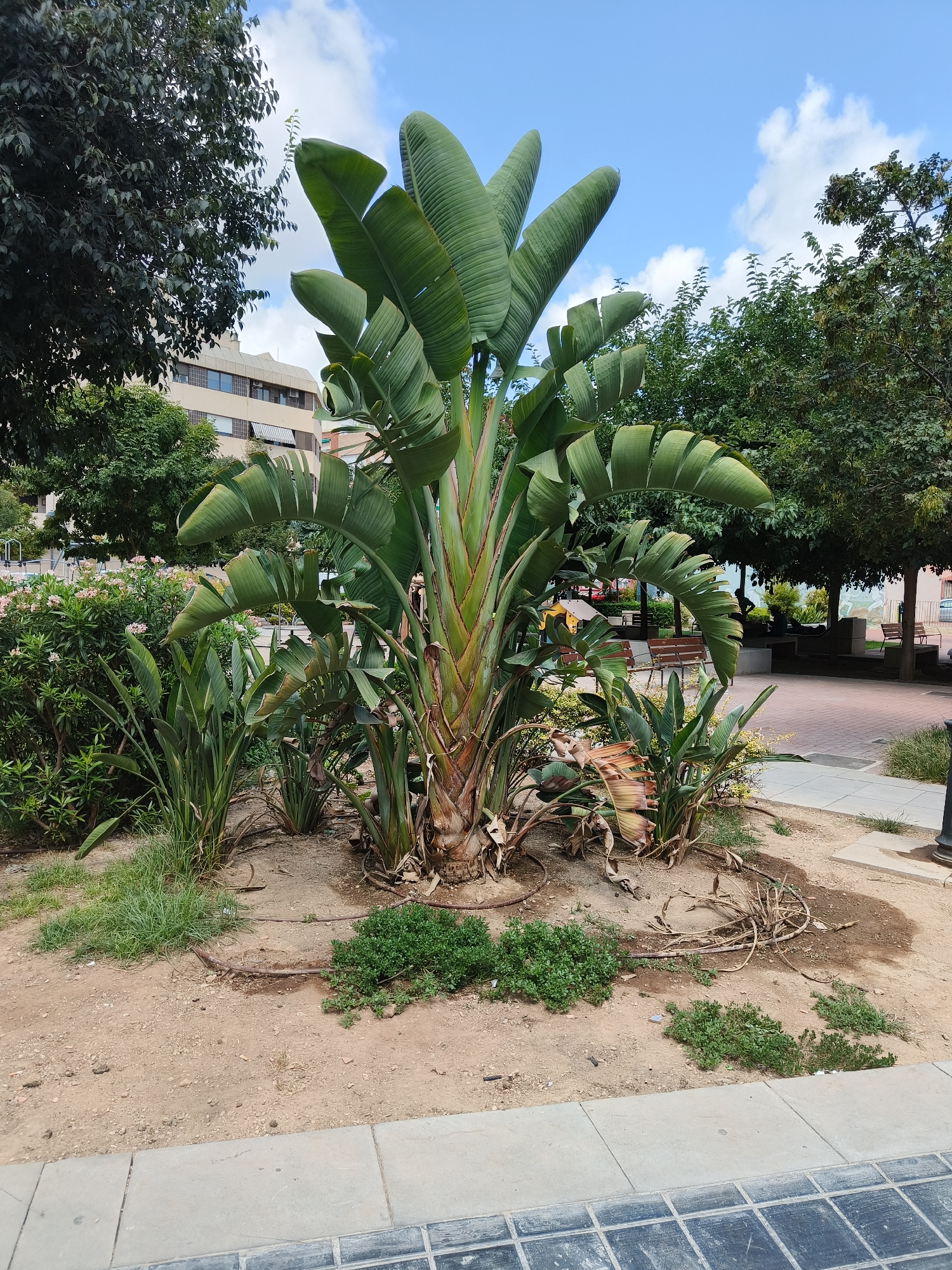 The image depicts a public park area with a large Travelers palm tree as the central subject. The palm tree has a thick, fibrous trunk and large, paddle-shaped leaves fanning out. It is surrounded by smaller, leafy green plants and some dry, brown vegetation. The ground is covered in a mix of sand, gravel, and patchy green grass. In the background, there is a paved walkway with decorative tiles, a building with several floors and windows, and mature trees providing shade. Benches are visible in the distance, suggesting this is a place for public relaxation. The sky is blue with scattered white clouds. The scene is static and appears to be a daytime photograph taken outdoors in an urban or semi-urban setting, likely in Benimàmet-beniferri, Spain, given the context. No people are actively engaged in any discernible actions within the frame.
